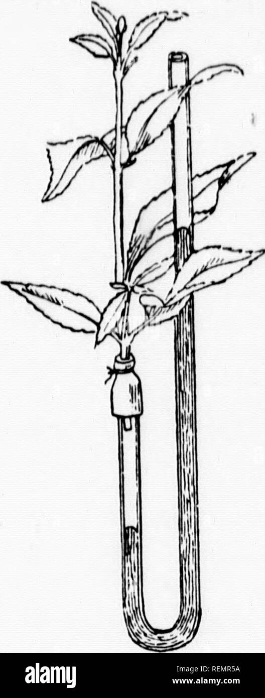 . Botanique élémentaire [microform]. Botanique ; Botanique. 212 L'EXCRÉTION DE L'eau a voyagé jusqu'à la f..;conservateurs de la plante les feuilles--l'eau a accompli son travail comptable et peut-il jeté pour faire place à de nouvelles quantités de sel-solutions. En second lieu, la transpiration heli)s de tirer le sel-solution haut sur la tige, et même provoque le ahsorh Vuukh à racine (plus luickly. Il est facile de montrer que tra^ispiration influence la vitesse à laquelle la racine est dans l'eau : en effet, si l'on place une cloche de verre-jar sur une plante monté dans l'appareil figure à la page 203, la racine sera progressivement un Banque D'Images
