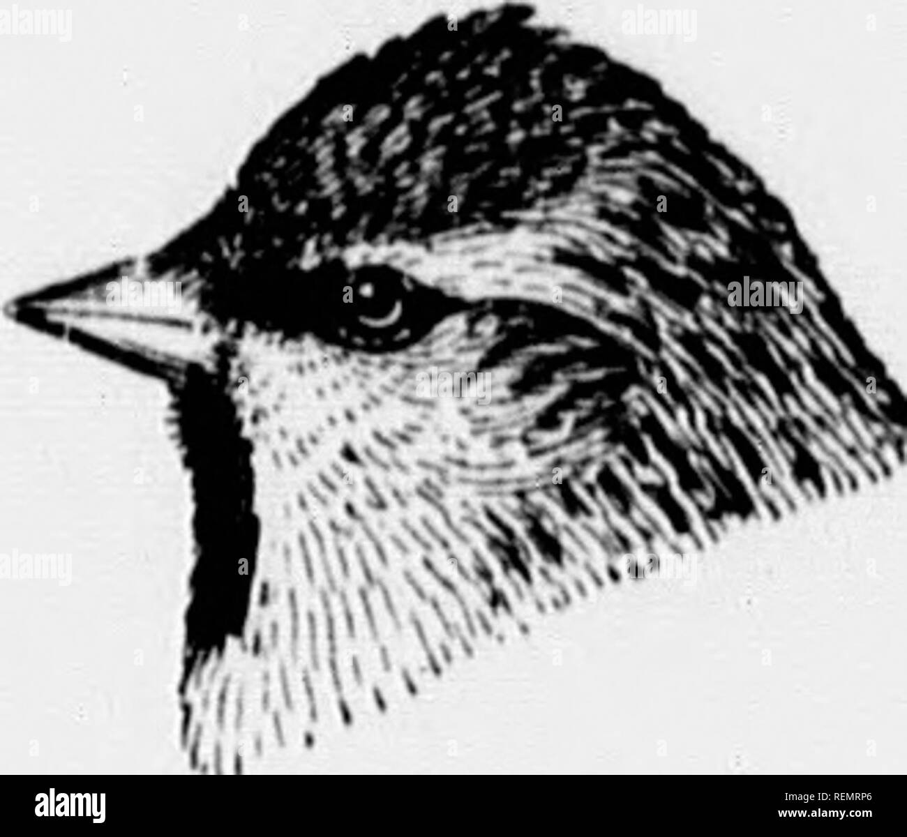 . Les oiseaux de village et champ [microforme] : un oiseau livre pour les débutants. Les oiseaux sauvages, oiseaux. Â ¢-jJIiiaaiBii^Ja.'Miia 280 OLL'IEHMU UNSET t''' J'ai â â li ll" ! H ' n. Acnnthis imuria : Linnet Sizerin blanchâtre. IiKilr adultes. cap l)riKht si'l viimp breiiHt piiilsisli ; et, à l'arrière ;.rowiiish ; cliiii noir. J'emnlr adultes, red confinés à capuchon. Youiuj, semblable aux femmes mais sans bonnet rouge. Longueur, environ T) ! Pouces. (IKOdKAiiin DisTKinuTiON'. - Hreeds dans la partie nord de l'nortlicni hcniisi)licrc irret mifjrateH ; en hiver, nilarly vers le sud, en Amérique, à Vir(,nuia, Illinois, Kansas, et Ore- au moment w Banque D'Images