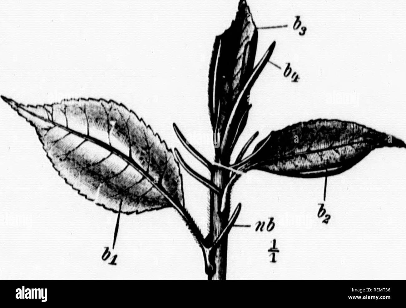 . Botanique élémentaire [microform]. Botanique ; Botanique. 23 bourgeons Vernation est le Tf-rm - r 1,, chaque feuille. siâKlc,pXi est T',r','" f"" ?' '"'^ "Â""" i.. qui //Â"'Â"(fig. 20 ,1, T, """" ''â ¢ ^ach chacun étant composé de feuilles h I la lamina peut il simolv ^/ Z .'''"'â ¢ ' ^^^»^f c., les moitiés de deux pages d'un crochet, ^ ^ »^»^^^»^^ ^«^^^ t"^''''' long ^le milieu-dh 1 u ff^^-'- 30, 33) ; ou tliere peut-il un certain nombre de plis ( %â ¢ 34) le long de plusieurs des grosses veines, dans especiallv avec feuilles nervures parallèles (^^.,.-. 0,^^^, herbes) et avec palmées Banque D'Images