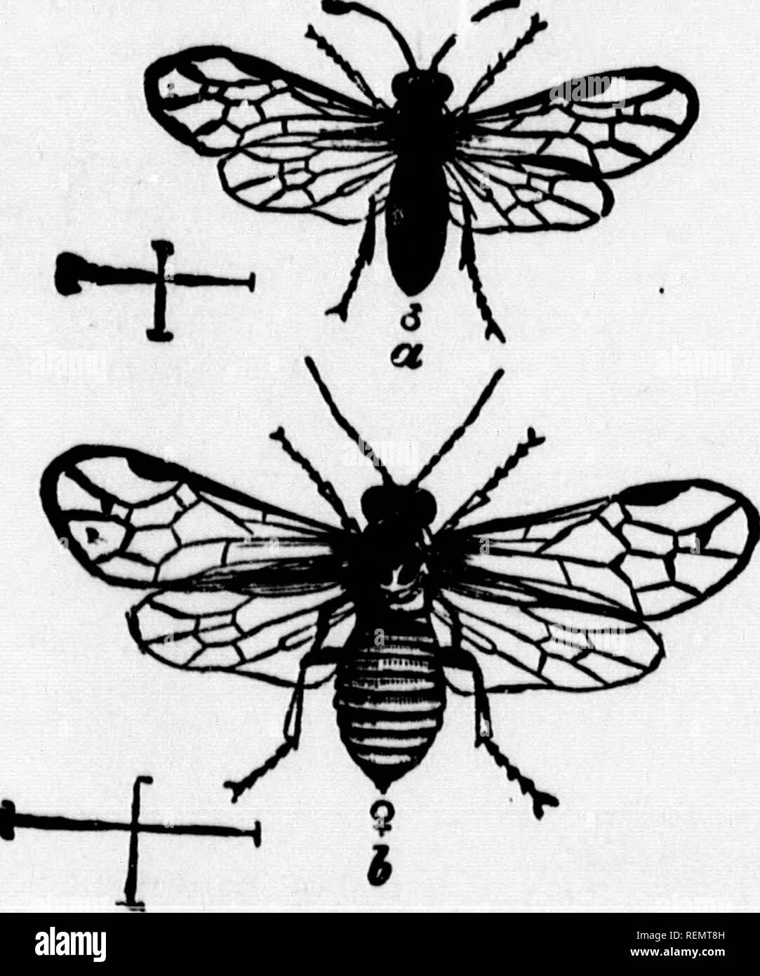 . Instructions de la pulvérisation [microforme]. La pulvérisation et de poussière dans l'agriculture ; ravageurs agricoles ; pulvérisation et poudrage en agriculture ; Ennemis des cultures, Lutte contre les. **'T S"™"''"  = et c. ponderosa ; -i, e^g portant sur prunier.. Veuillez noter que ces images sont extraites de la page numérisée des images qui peuvent avoir été retouchées numériquement pour plus de lisibilité - coloration et l'aspect de ces illustrations ne peut pas parfaitement ressembler à l'œuvre originale.. L'Ontario. Ministère de l'Agriculture. [Toronto ? Ministère de l'Agriculture de l'Ontario :] Banque D'Images