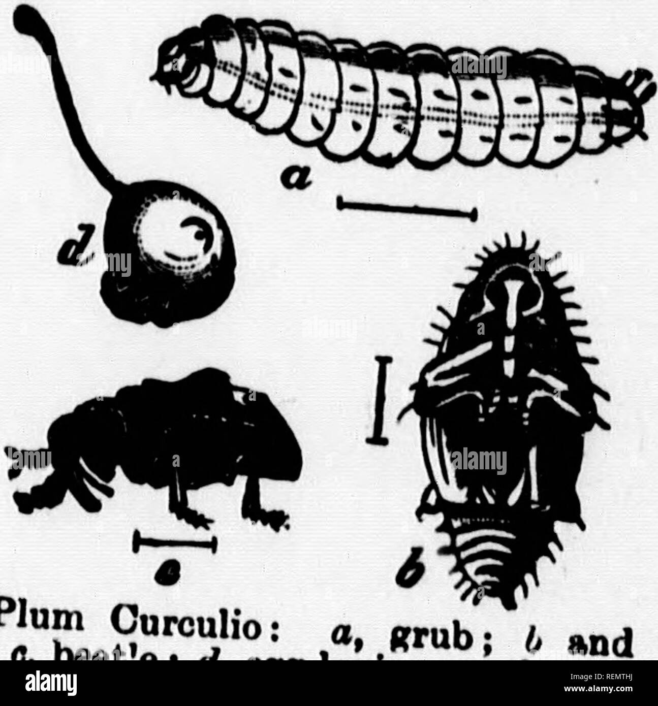 . Instructions de la pulvérisation [microforme]. La pulvérisation et de poussière dans l'agriculture ; ravageurs agricoles ; PulvÃ©risation et poudrage en agriculture ; Ennemis des cultures, Lutte contre les. 10 .Junt nd mi-juillet. ^ » '" Â°' B""^â ¢" et P.ris g,eJo aâ, âJ ?", 6.  Câââfrââ Ouâcuuo prune.&Lt ;,,,Â ÂÂÂ^^ j au sujet de l'ime (tbe 'km Z f ?*^' ' ''â" Â€Â°Â" ..G.Â".ââdd..â,tbe.ffec.sept;â:c : ;, : Â"Â"..&lt;l.r .dd 2^ J££P onrj" 'y Â"œ 'Â" "JJ'T Â°' "'"Â ¢ Â" '""" 'Â'W i- ^ Â" ... ..Ned. ...^UnTtbr â ..li'-JJ-d"^-- .":je 7. Pour P,â,&lt;â ¢&qu Banque D'Images