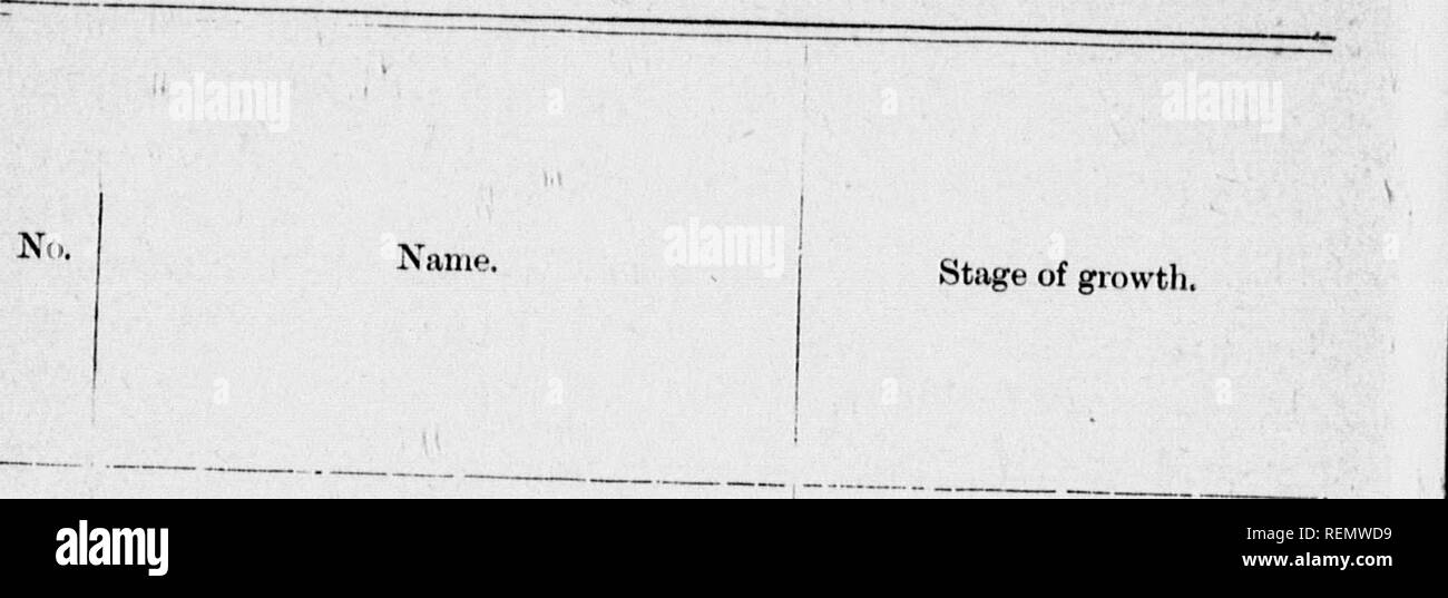 . Les herbes de leurs utilisations et composition [microform]. Les plantes fourragères graminées ; ; GraminÃ©es ; Plantes fourragÃ¨res. 39 I-âAnalyzes d'herbes cultivées à. Agropynini caiiimiin Wlieat » Barbu, herbe glaucum, bleue du Colorado-steiii '. 1 2 3 4 5 6 7 8 J" 10 11 12 13 14 16 16 18.x.iCerat hloa australis,'Southenl iOinna Broine grass 1. pendula, affaissement des Reed gras.s.. Cffispitosa ^0 Deschampsia, cespiteuse" ^^ cffispitosa, var. Bottnica, Rocky Mountain Hair grass... Deyeuxia Canadensis, bleu-Canadien neglecta, commune mixte bleu négligées-^^ repens, Quack . tenerum, ouest de seigle trrass Agrostis vulg Banque D'Images