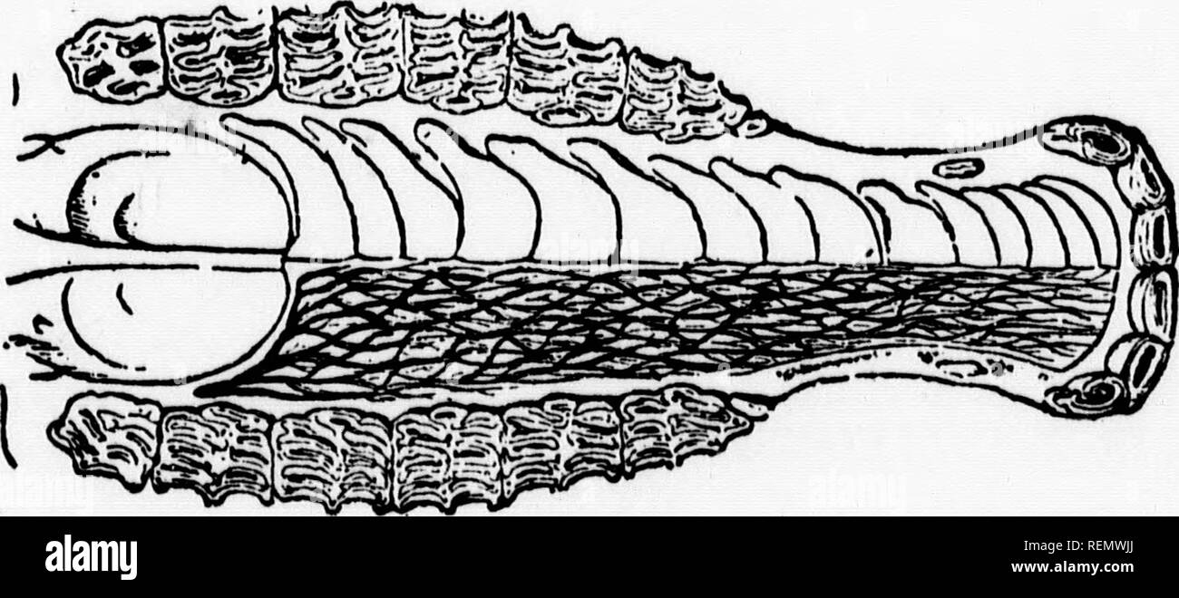 . Un nouveau système d'entraînement de chevaux, ou, de l'éducation [microforme] : tel qu'enseigné par le professeur H.D. Pinceau, Fingal, Ont. ; Chevaux Chevaux. Une molaire.. Mâchoire supérieure.. Veuillez noter que ces images sont extraites de la page numérisée des images qui peuvent avoir été retouchées numériquement pour plus de lisibilité - coloration et l'aspect de ces illustrations ne peut pas parfaitement ressembler à l'œuvre originale.. Pinceau, H. D. Toronto : Carswell Banque D'Images