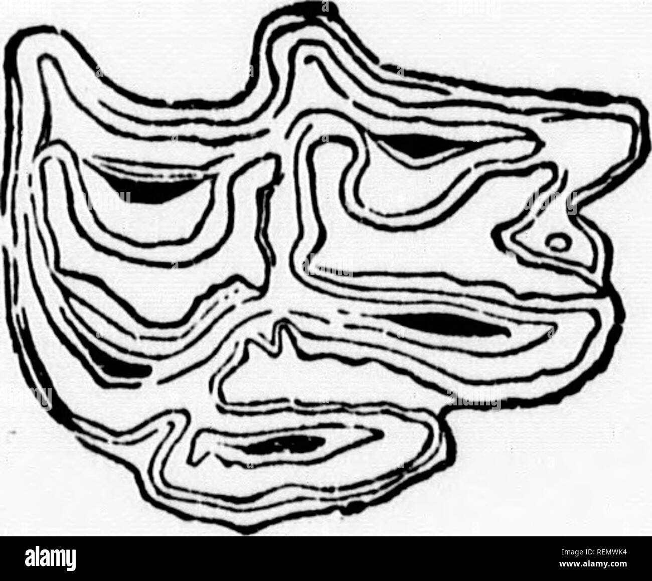 . Un nouveau système d'entraînement de chevaux, ou, de l'éducation [microforme] : tel qu'enseigné par le professeur H.D. Pinceau, Fingal, Ont. ; Chevaux Chevaux. Le visage de cheval.. Une molaire.. Veuillez noter que ces images sont extraites de la page numérisée des images qui peuvent avoir été retouchées numériquement pour plus de lisibilité - coloration et l'aspect de ces illustrations ne peut pas parfaitement ressembler à l'œuvre originale.. Pinceau, H. D. Toronto : Carswell Banque D'Images