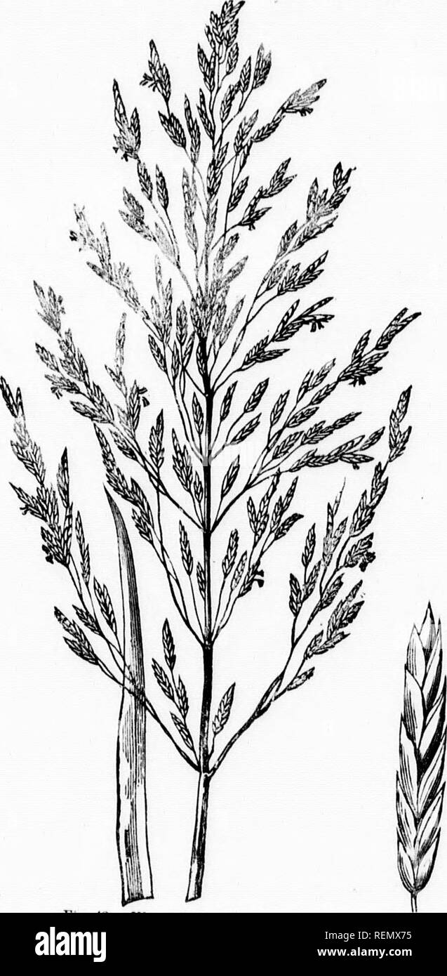 . Herbes et plantes fourragères [microforme] : a practical treatise comprenant leur histoire naturelle, valeur nutritionnelle comparative, les méthodes de culture, la coupe et le séchage, et la gestion des terres d'herbe aux États-Unis et provinces britanniques. Les plantes fourragères graminées ; ; le foin ; graminées ; Plantes fourragères ; Foin. 74 J'ALK M..VA &Lt ;;j'{COMME.S 39 tandis qu'en fi^. 40 a,v se.-n:racine ts les tiges. Un nifird^um épillet est illustré à Fij^. 41. un.l la cuh x m Tiir. 42. Fif.". 4 :',. WiitirS|"'ai-ilniss. l ?l" 44 La pâle Manxa f , {Gbjcerici : vss pallida) ; . mosflv^ à ,n faible watt .ad est la jmv commun. Banque D'Images