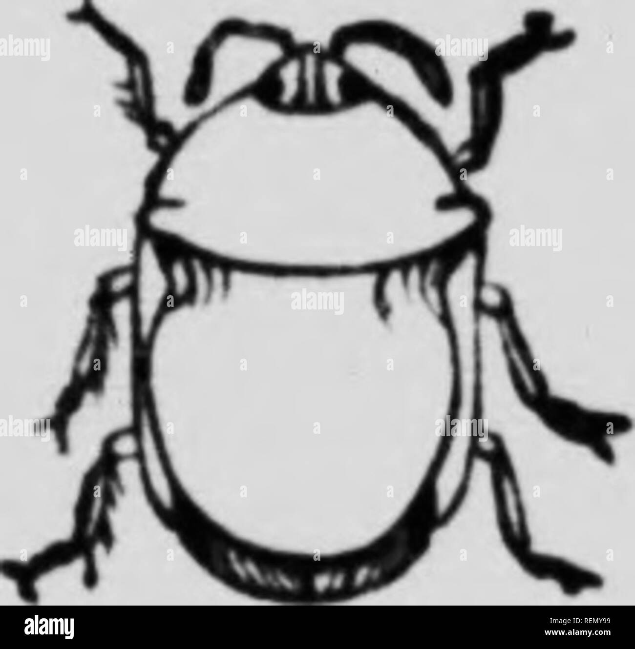 . L'insecte [microforme] : livre un compte rendu populaire de l'abeilles, guêpes, fourmis, sauterelles, mouches et autres insectes de l'Amérique du Nord à l'exclusion des papillons diurnes et nocturnes et les coléoptères, avec les histoires de vie complet, de tables et de bibliographies. Insectes ; les insectes. t â &Lt ; LeInk-Bugs St et leurs alliés 'JE beaux objets bagués, portées en grappes sur les feuilles de choux, et le (ull-cultivé bug est magnifiquement tacheté de noir et rouge. La soi-disant soldat à piquants (spiiiosus Podisus bug) est une plante- leeder, et s'attaque également aux insectes, surtout des chenilles. Le bel Stiretrus ainhora bug connu sous le nom de Banque D'Images