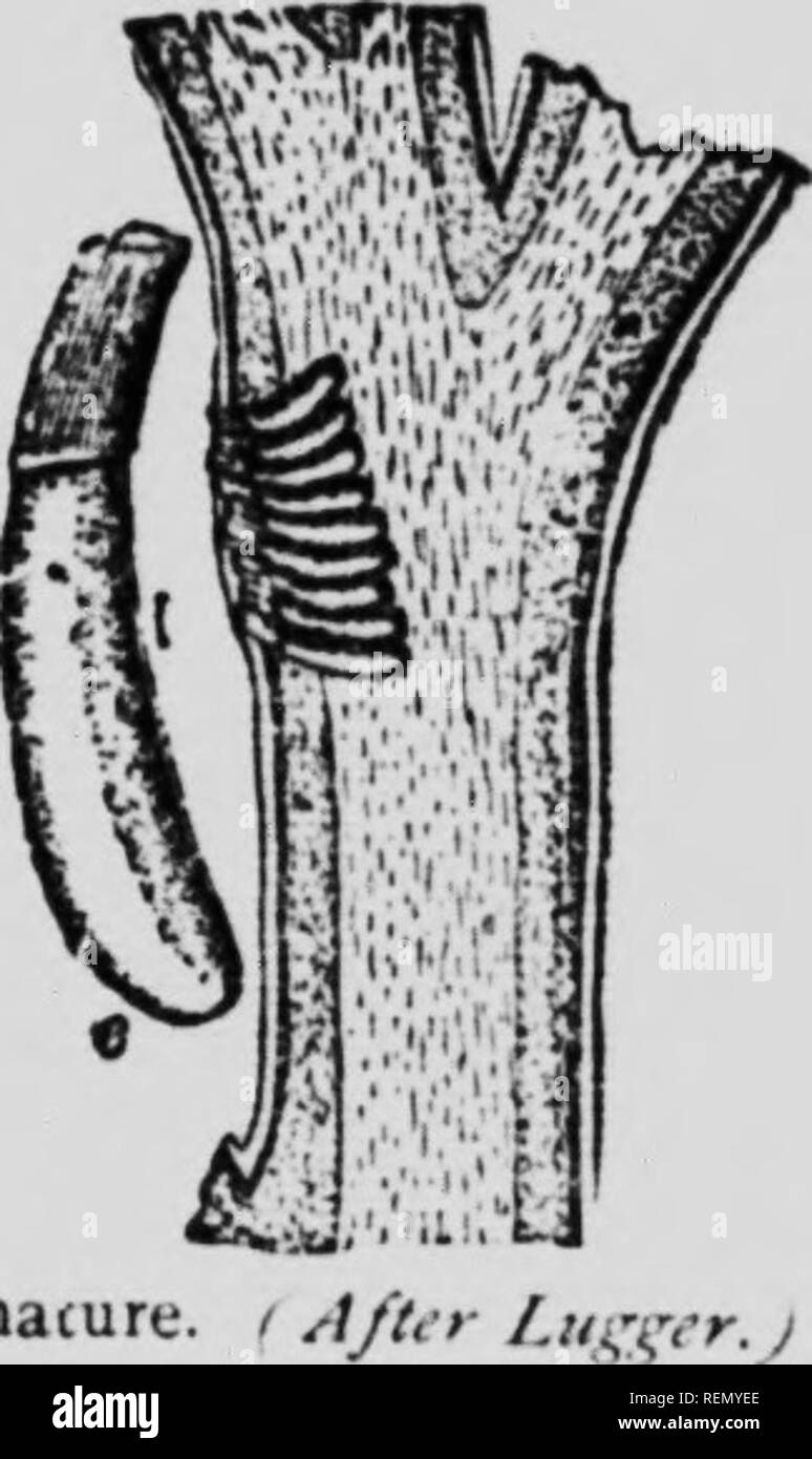 . L'insecte [microforme] : livre un compte rendu populaire de l'abeilles, guêpes, fourmis, sauterelles, mouches et autres insectes de l'Amérique du Nord à l'exclusion des papillons diurnes et nocturnes et les coléoptères, avec les histoires de vie complet, de tables et de bibliographies. Insectes ; les insectes. Fig. Uy4.âI'dcilocapsus lineatus Kab. : n. ; adultes /i, c, immaci Kggs. (Après l'Slmgeri -nd.) sont d'une couleur noir-verdâtre. La couleur rouge est conservé jusqu'à la dernière étape avant l'adulte est atteint, puis la grande taches noires sur le thorax semblent marquer le début de l'extension, qui sont progressivement devenus de plus en plus évident après chaque moit. Dans Banque D'Images
