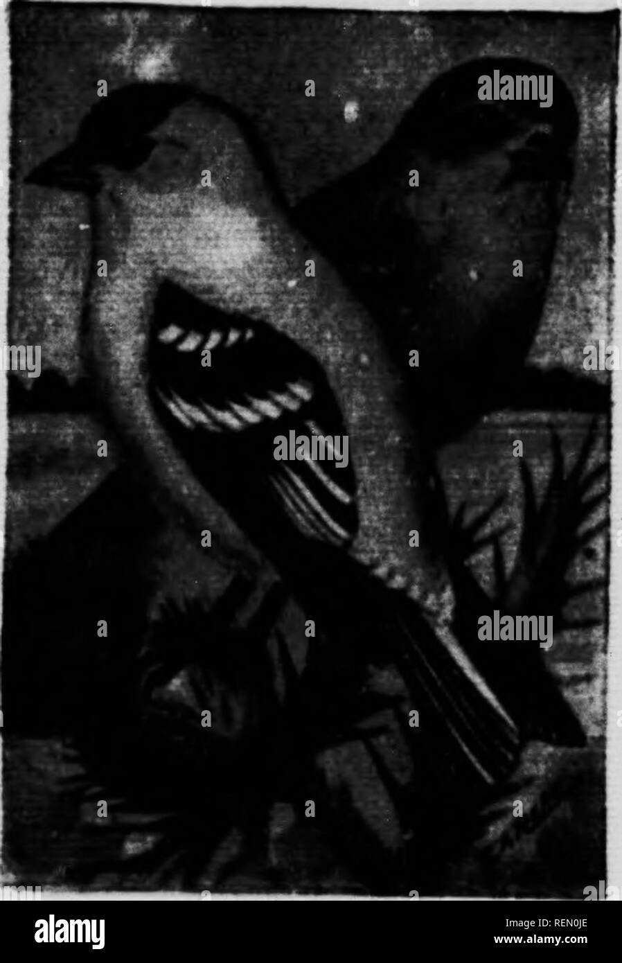 . Le livre Les oiseaux du Canada [microforme] : illustrant dans des couleurs naturelles plus de sept cents oiseaux de l'Amérique du Nord : également plusieurs centaines de photographies de leur nid et les oeufs. Oiseaux, oiseaux. Sizerin flammé 588. Le sizerin flammé. Aranthu linaria linaria. Gamme.âBreeds dans le cercle arctique ; les hivers au sud jusqu'à New York, au Kansas et au nord de la Californie et em- plus décontracté. Cette espèce est similaire à la dernière mais mucn Jf si' '"^ "Â ¢* 'â '""P '' ''*" de rayures noirâtres. Ces magnifiques oiseaux sont souvent rencontré en hiver, il se nourrit de graines ^. o' les tiges des mauvaises herbes que le projet m^^^ Banque D'Images