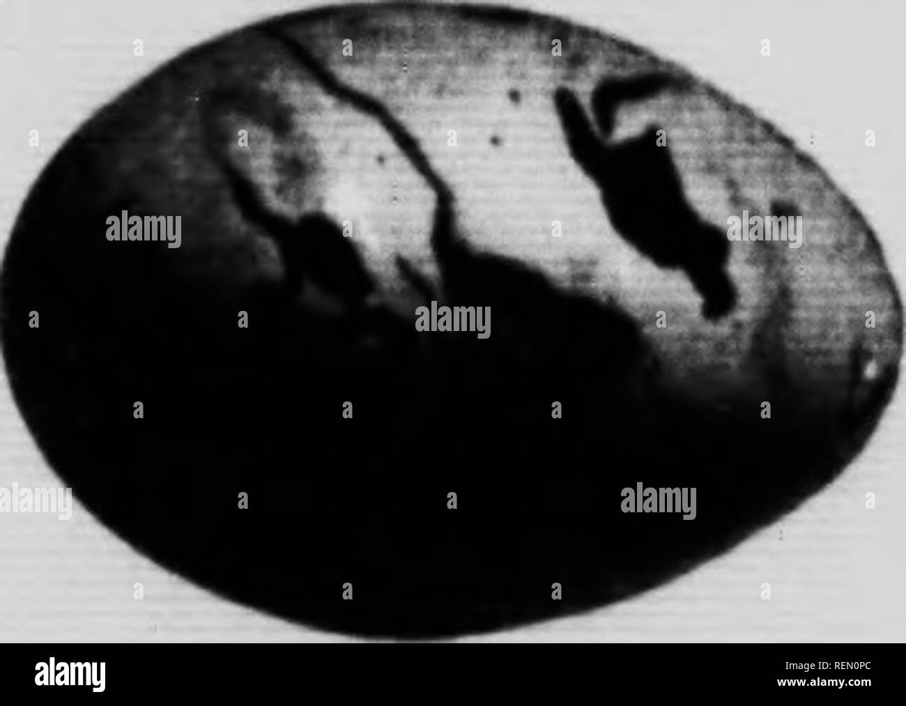 . Le livre Les oiseaux du Canada [microforme] : illustrant dans des couleurs naturelles plus de sept cents oiseaux de l'Amérique du Nord : également plusieurs centaines de photographies de leur nid et les oeufs. Oiseaux, oiseaux. Gamme. Amérique du Nord à l'Est des Rocheuses. lircedliiK Oulf de l'Hudson et Uilirador à foin. Wlnlers â¢â ¢.niyldti whit. ! dans le sud des États-Unis. C'est le iiiosl â¢onimon et largement diffusé de la Crow Hlu&Lt ; khlnl et se démarque de la hv brassy je olor des parties supérieures. .'Il ;*. TAii-HoAT (HiArKlK.Kii. .Wc^o&lt ;/Hiicrt/Â".v Hill prenez ma}ou. Gamme. Et l'Atlantique Sud (Julf S Banque D'Images