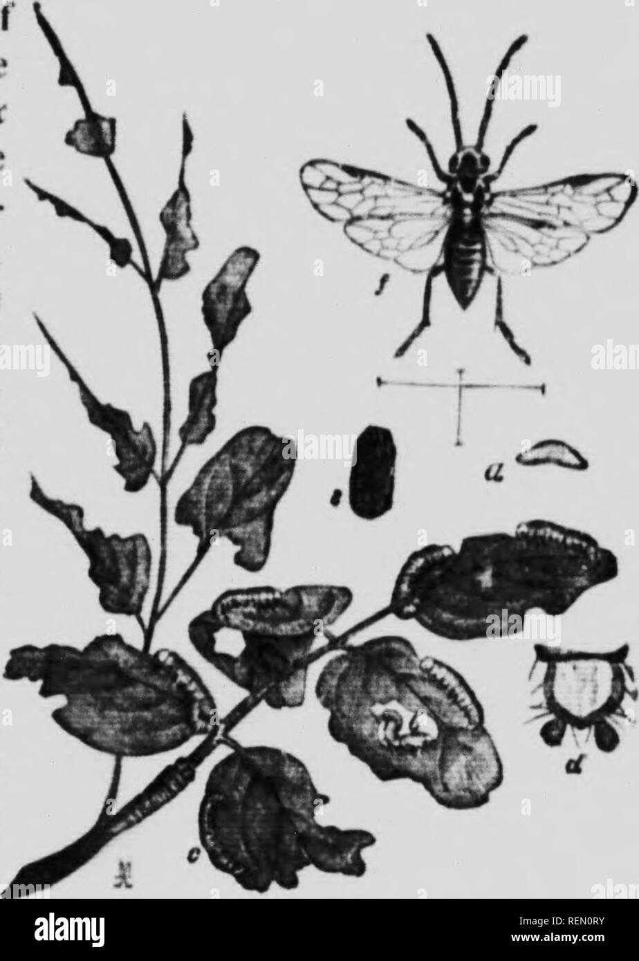 . L'insecte [microforme] : livre un compte rendu populaire de l'abeilles, guêpes, fourmis, sauterelles, mouches et autres insectes de l'Amérique du Nord à l'exclusion des papillons diurnes et nocturnes et les coléoptères, avec les histoires de vie complet, de tables et de bibliographies. Insectes ; les insectes. Le S.w-FIiet buissons dans différents pays de l'irts p., tandis que la grande ;ind h.indsoine tnnrnaiiij Cimhex, connu .est le vu Americin-lly, est (Vc conséquent trouvés sur t-lms, saules .mkI dans sutlicient niiinhers bouleaux à al- vieloliatc tliem plus entièrement. La willow slug (Xi'ina/iis vcii- tralii. Dire) est un ennemi commun aux saules je Banque D'Images