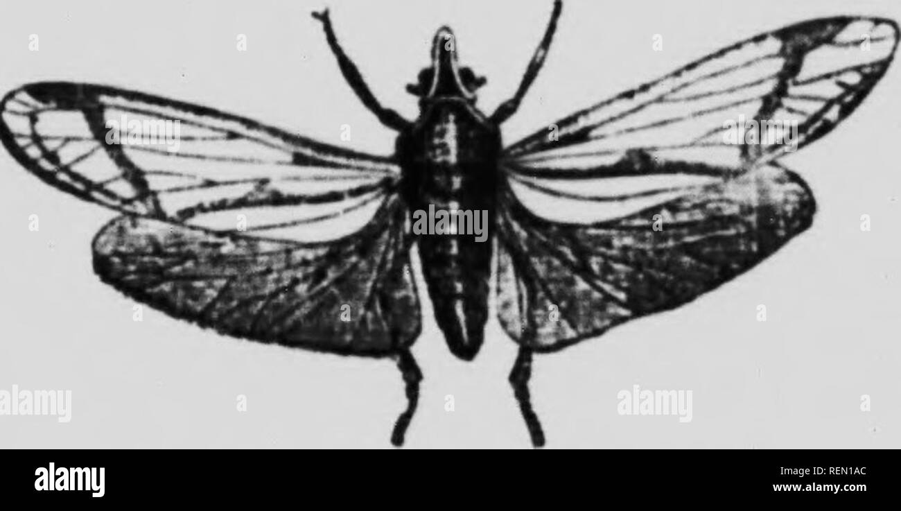 . L'insecte [microforme] : livre un compte rendu populaire de l'abeilles, guêpes, fourmis, sauterelles, mouches et autres insectes de l'Amérique du Nord à l'exclusion des papillons diurnes et nocturnes et les coléoptères, avec les histoires de vie complet, de tables et de bibliographies. Insectes ; les insectes. Kig 127 - iii-Iiritpttra AJttr CkUr sp. j.) J' .- &gt;je Mill I1H.-H. t t Ajlir «iJelphacina- rhs qui l'Flatina ; et sont mieux représentés dans les États-Unis. Les formes tropicales sont grandes et lumineuses et colorées de la lanterne-tlies vrai sont soi-disant à cause de l'énorme i-. Fig. Cmi).- OtiiK-crus je ni'uiferti. ( Afhr Vhl,r. , L'élargissement de Banque D'Images