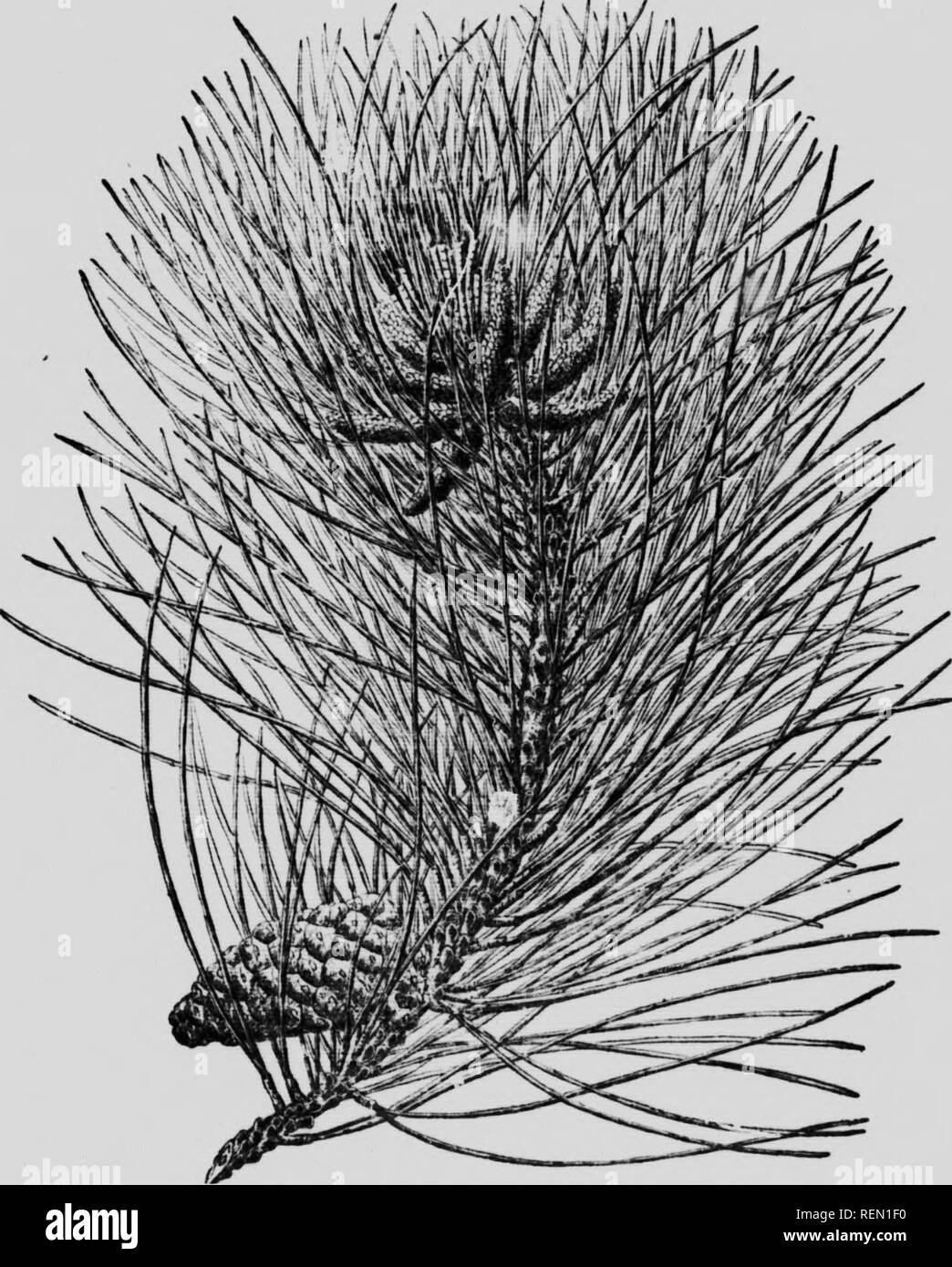 . L'entretien des arbres, en pelouse, street et park [microforme] : avec une liste d'arbres et arbustes pour l'utilisation décorative. Les arbres ; Jardins ; Arbres ; Paysage jardinage. ^37 pins feuillage gris-vert. La gamme rigcnsis (57a), Pin de Riga, de la Russie, est réputé pour être bien supérieur en raison de sa plus droit, plus sym- • J&gt ; Mi : !  !^,. Fig. 76. - Pins noirs. Laricio Poir. Pinits soleas, croissance, tandis que la politique commune de Pin Silvestre est susceptible de croître au début de dispersion de leurs habitudes alimentaires. Mais la lente habitude de l'arbre du nord de l'origine doivent être pris en considération. Dans des groupes ou des masses à un di.Scotch pines prendre position Banque D'Images