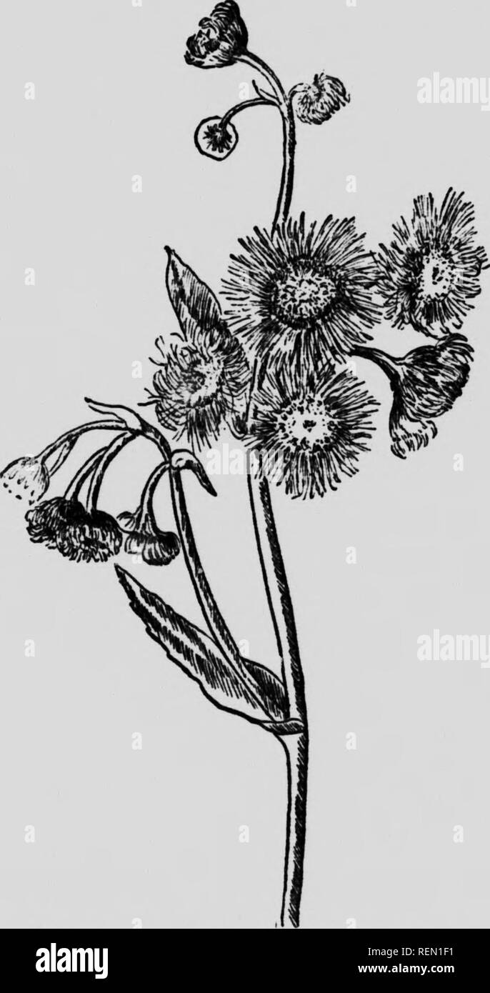 . Nos premières fleurs sauvages [microforme] : une étude de la végétation herbacée fleurit au début du printemps dans les états du nord et du Canada. Fleurs sauvages ; botanique ; botanique ; Fleurs sauvages. La famille composite m'â ! ! En premier lieu, le Fleabanes Daisy fleurissent au printemps et au début de l'été, non pas en automne, Asters sont. Fleabane commun. Erlgeron Philadllphkus parmi les fleurs d'automne. Puis les rayons de l'Fleabanes sont très étroites et très nombreux, de sorte que 226. Veuillez noter que ces images sont extraites de la page numérisée des images qui peuvent avoir été retouchées numériquement pour plus de lisibilité - coloration et l'apparence Banque D'Images