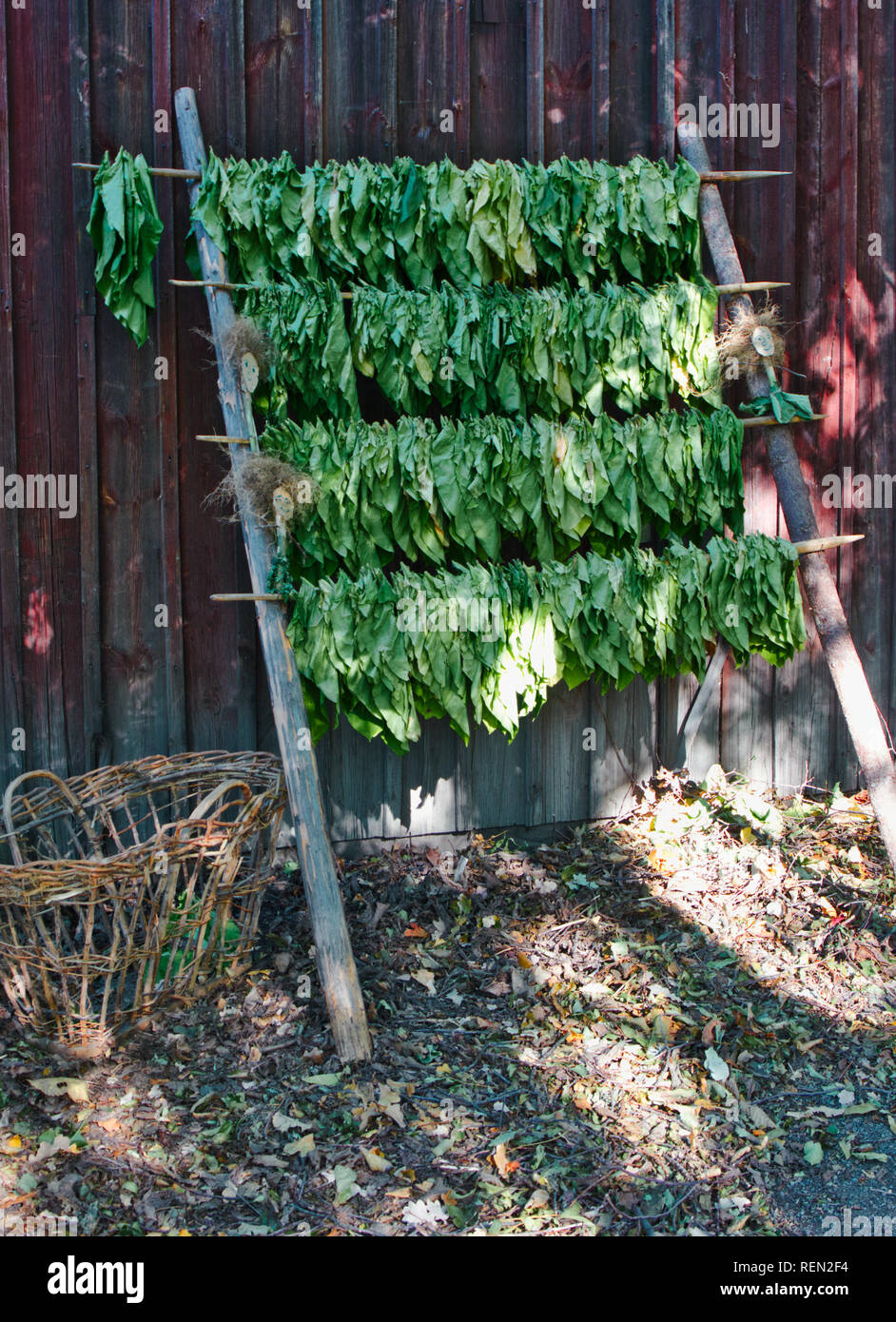 Le séchage des feuilles de tabac, en plein air de Skansen, Djurgarden, Stockholm, Suède, Scandinavie Banque D'Images