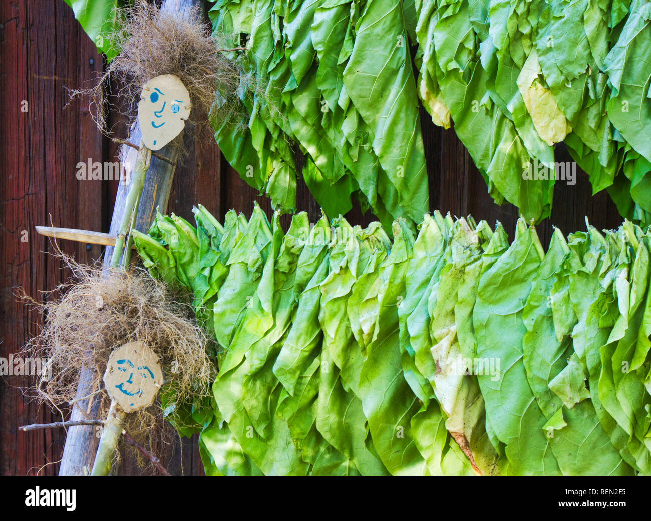 Le séchage des feuilles de tabac, en plein air de Skansen, Djurgarden, Stockholm, Suède, Scandinavie Banque D'Images