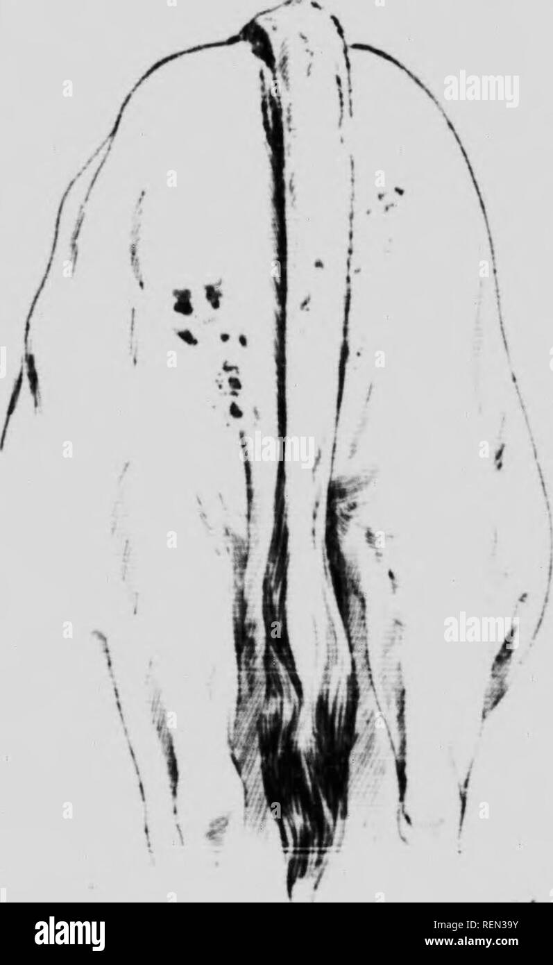 . Insectes nuisibles aux animaux de la ferme [microforme] : ravages, destructions, dÃ©sinfection. BÃ©tail ; les insectes nuisibles ; bétail ; insectes nuisibles. Â 1" - u^^^^ ^ n)âSulfate nicuLne de. Solution de cinq-centiÃ¨mes (0. 05  %, ou .)-10.)) soit à cinq parties de sulfate de nicotine pour 100 parties d'eau. Faire (li-iu er lu solution de inaiiiÃ¨ro Ã ce qu'elle ne dÃ©passe pas 110 degrÃ©s Farenheit ain-^j mif 1 on peut s en rendre compte avec un thermomÃ®tre. Pendant le traite- m.Mjt, il faudra maintenir la tempÃ©solution de la température entre 90 et 95 degrÃ©s F Ail, lipsoin attacher ranimai pen Banque D'Images