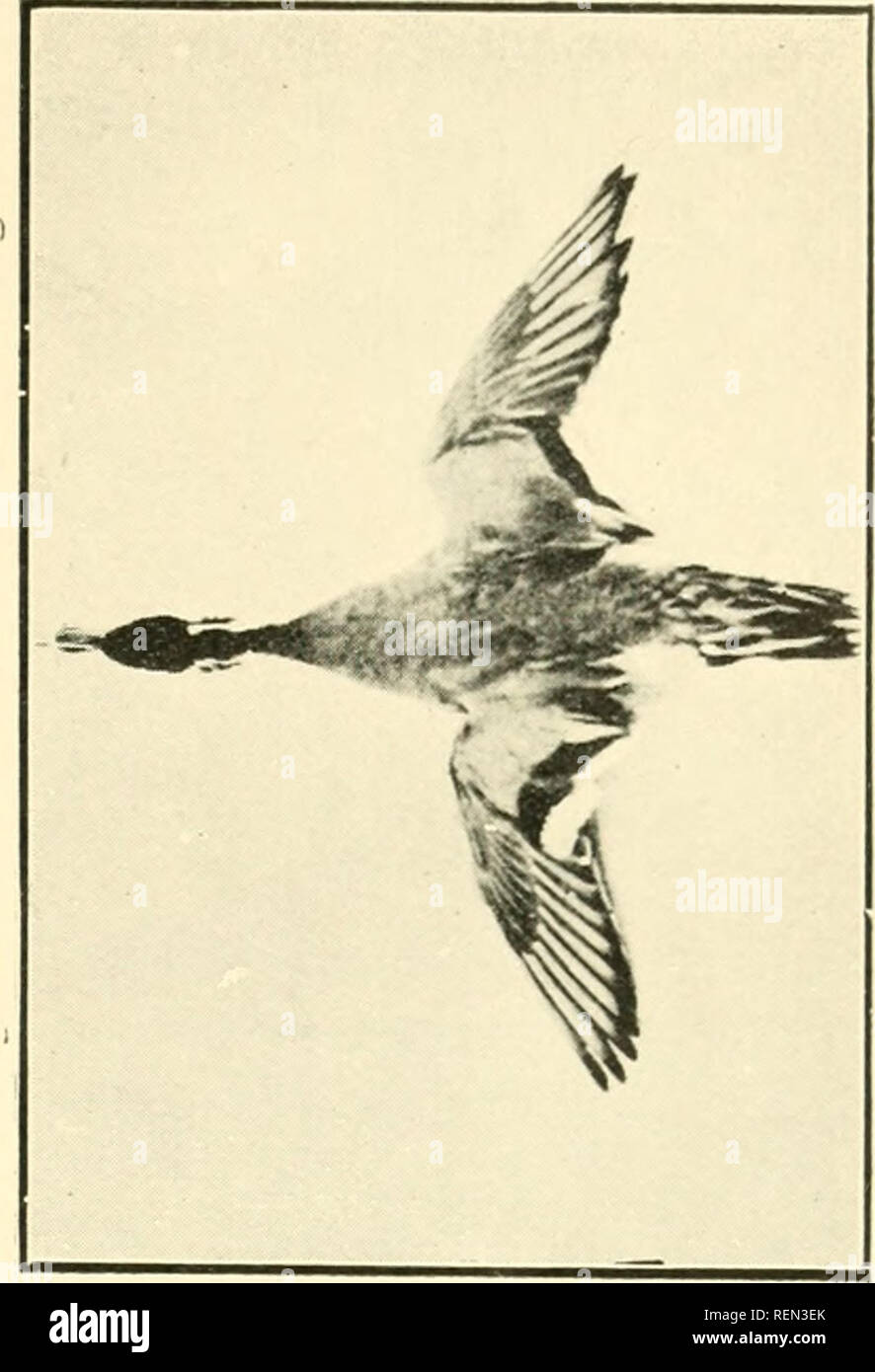 Cordon D'Appel Pour Canard & Oie - Lanière Chasse Sauvagine, Call UK, Pour Leurrage & Tir