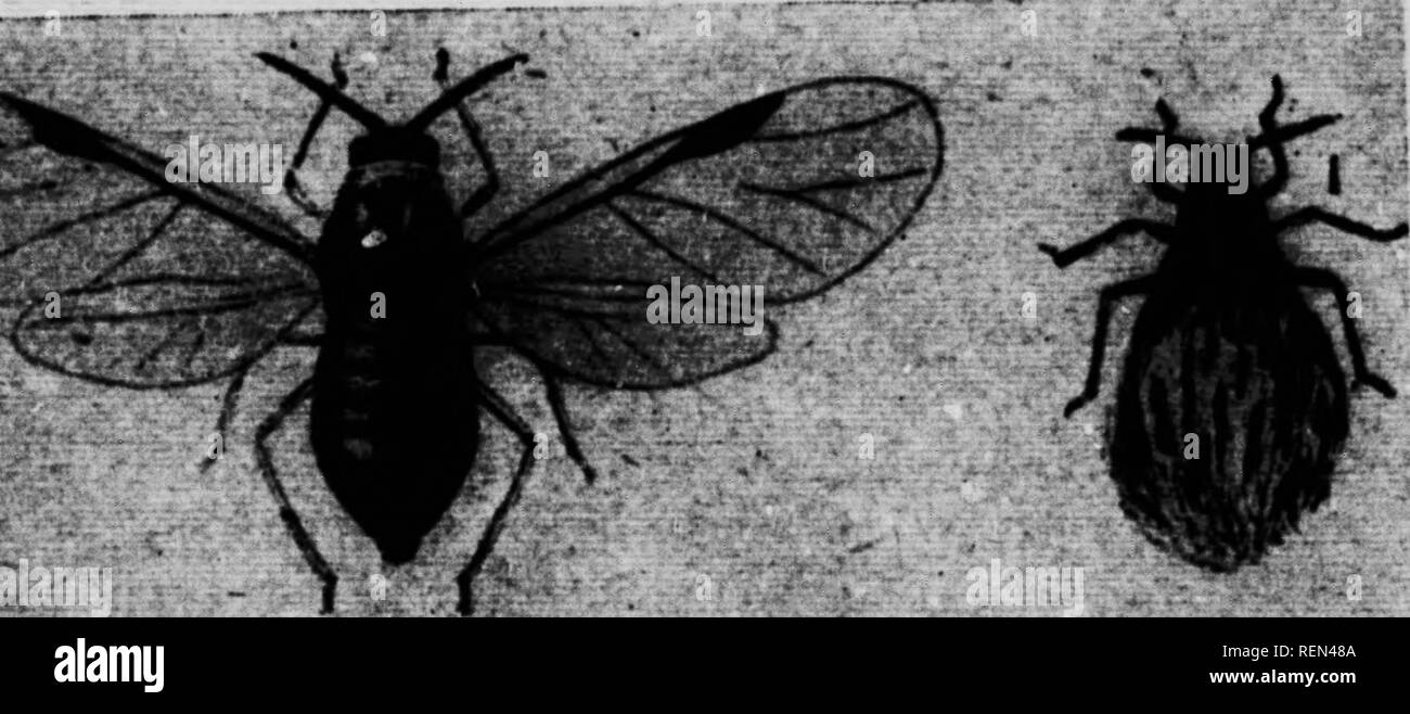 . Le puceron lanigère du pommier (Erisoma lanigerum) [microforme]. Apple ; Ennemis des cultures ; Pomme ; apple ; puceron laineux ravageurs agricoles. PROVINCE DE LA Colombie-britannique. Ministère de l'AGRICULTURE (IIOHTICCLTDBAL BRAXCII). 'Il du puceron lanigère du pommier (Erisoma lanigcrum). "Il a du puceron lanigère du pommier, ou, comme il est plus communément appelé, . la "aphis laineux," peut être reconnu au cours de l'été par son jiionths cotonneux blanc, visible de masses qui peuvent être trouvés hn-cicatrices d'élagage ancienne, sur l'eau, les pousses succulentes souvent à l'aisselle des Deaves, ou dans les fentes des troncs et branches principales Banque D'Images
