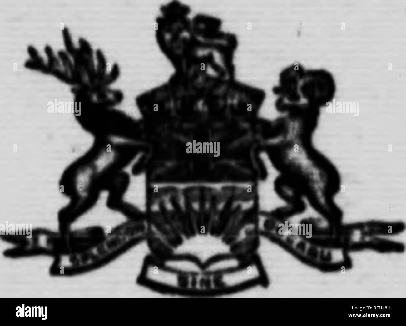 . Le puceron lanigère du pommier (Erisoma lanigerum) [microforme]. Apple ; Ennemis des cultures ; Pomme ; apple ; puceron laineux ravageurs agricoles. La circulaire n° S4 (N"ItIm horticoles).. PROVINCE DE LA Colombie-britannique. Ministère de l'AGRICULTURE (IIOHTICCLTDBAL BRAXCII). 'Il du puceron lanigère du pommier (Erisoma lanigcrum). "Il a du puceron lanigère du pommier, ou, comme il est plus communément appelé, . la "aphis laineux," peut être reconnu au cours de l'été par son jiionths cotonneux blanc, visible de masses qui peuvent être trouvés hn-cicatrices d'élagage ancienne, sur l'eau, les pousses succulentes souvent à l'aisselle des Deaves, ou je Banque D'Images