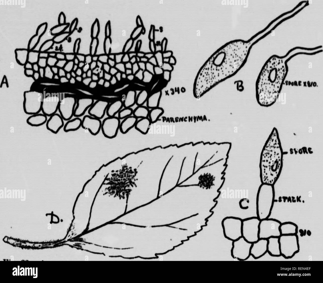 . Les insectes communs affectant les arbres fruitiers [microform]. Les insectes nuisibles ; fruits ; Insectes nuisibles ; les fruits. *''Â"-*' .1-r.V- Â°^- â¢PP&gt ; -howinK .ni-. , .Âd .t.lk.. .I, O .l'URF.ce â ¢ de .4 sur â ¢ plus grande échelle ; D, leaf touchés Â"â¢â ..,^j&gt;j.iiun oi une thowina germinatinK ^. apple .pore. ; C, partie de l'apple avec le MAB. [PUyUosticta Leaf-Spot Apple, Liège".). Fie ii VEN U mon maladie des feuilles de l'RID 1 ^fh. J'ai un ^ ^^" ''''"'' éparpillées sur la surface nf Â"hf. '^^» * * .u'**'''â ¢*' ''P**" ^^ trouvés ou irréguliers de, f"e Le Lhter ?' "Ir l"^'" "'"' Banque D'Images