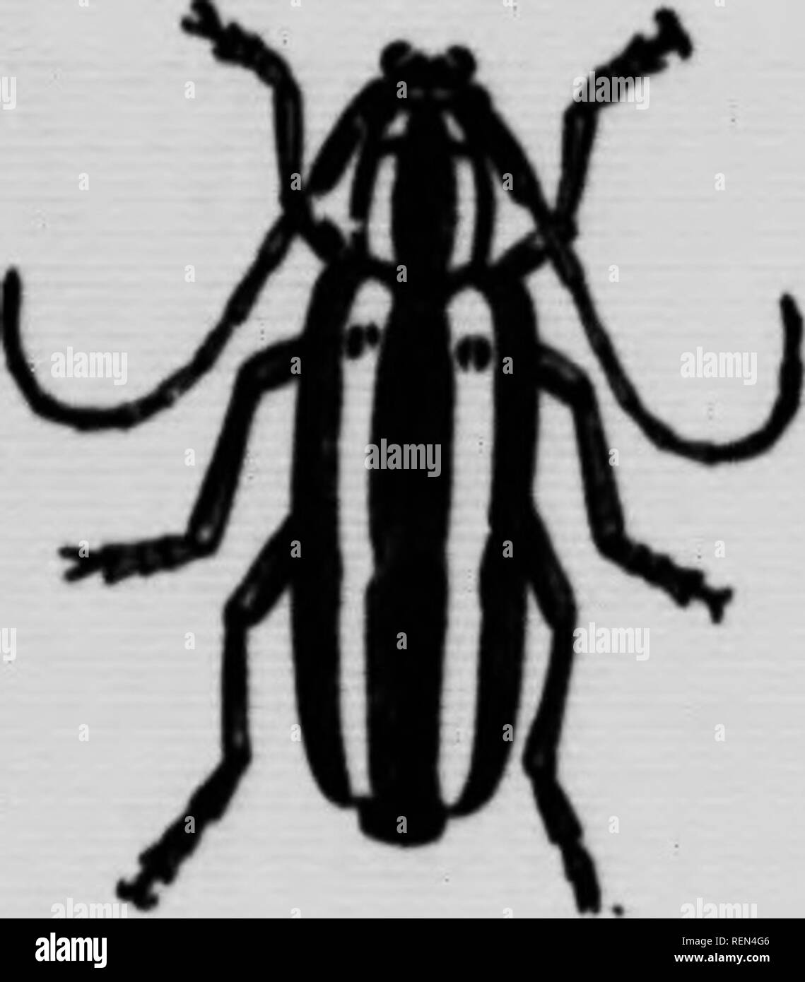 . Les insectes communs affectant les arbres fruitiers [microform]. Les insectes nuisibles ; fruits ; Insectes nuisibles ; les fruits. Fig. 29. a, -- à tête ronde, Apple-tree Borer : grub ; h. chrysalide ; c, coléoptère. Lorsque les sondes sont connus pour être dans une pépinière ou un jeune verger les arbres peuvent être protégés en enroulant quelques feuilles de papier autour de' le tronc qui s'étend de la surface du sol à deux pieds de haut en bas le papier doit être collines jusqu'à terre, et dans le haut fait serré avec une corde de bast ou autre qui facilement rompre avec la croissance de l'arbre. Au-dessus du papier le tronc doivent être lavés à partir de t Banque D'Images