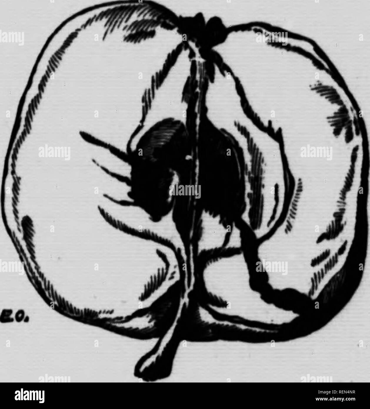 . Les insectes communs affectant les arbres fruitiers [microform]. Les insectes nuisibles ; fruits ; Insectes nuisibles ; les fruits. Fig. 1. La Carpocapse et ses travaux montrant les différentes étapes. Fig. 2. Apple blessés par les terriers d'une Pyrale Ver.. Veuillez noter que ces images sont extraites de la page numérisée des images qui peuvent avoir été retouchées numériquement pour plus de lisibilité - coloration et l'aspect de ces illustrations ne peut pas parfaitement ressembler à l'œuvre originale.. Bethune, Charles J. S. (Charles James Stewart), 1838-1932 ; Jarvis, Tennyson D ; l'Ontario. Ministère de l'Agriculture. Toronto : ministère de l'Agriculture Banque D'Images