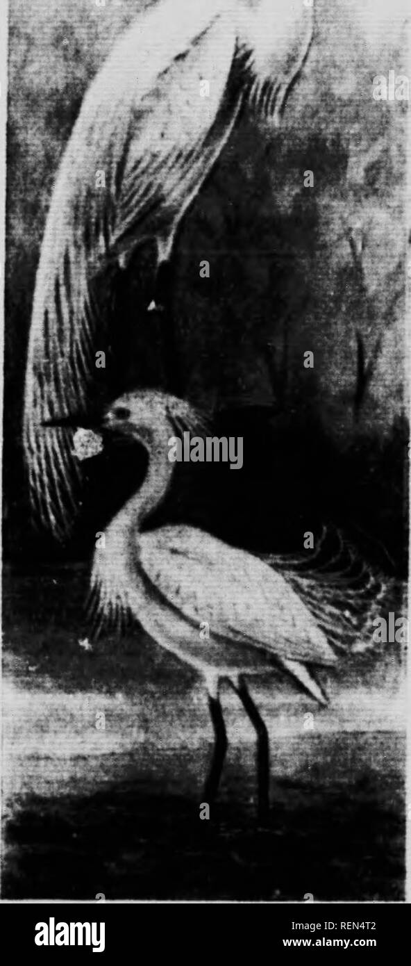 . Le livre Les oiseaux du Canada [microforme] : illustrant dans des couleurs naturelles plus de sept cents oiseaux de l'Amérique du Nord : également plusieurs centaines de photographies de leur nid et les oeufs. Oiseaux, oiseaux. Le niRD livre si)lb. Wahu n'Hkhon. Ardea herodias trardi. BUb tills-"pecl"un Ih un résident en Floride. Il s'agit d'une variété plus léger que le commun. Il niche à Kéther- avec le Grand Héron et ses habitudes sont même^. II. [ !.) Kthopkan Hkkiin. .Irdea rinrrea. Cette espèce n'est qu'un straKKler au Groenland. Il est très semblable à notre Héron et est celle qui était utilisée anciennement pour fur- nish s Banque D'Images