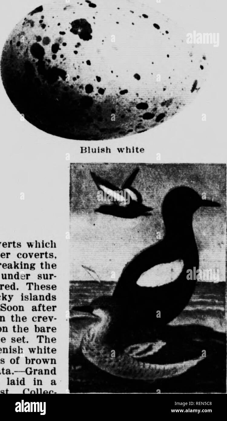 . Le livre Les oiseaux du Canada [microforme] : illustrant dans des couleurs naturelles plus de sept cents oiseaux de l'Amérique du Nord : également plusieurs centaines de photographies de leur nid et les oeufs. Oiseaux, oiseaux. Brachyramphus triinii. Kange.- les deux côtes o( C'alifoniiu inférieur, hreed- iiiB principalement sur la côte du Golfe. Craveri Guillemot marbré est très similaire à l'exception de la dernière^ sous sur- faces des ailes sont brun noirâtre. Ureeds est l'iin- lands près du cap Saint Lu&lt;comme Imrrowinji dans le sol, comme la plupart des espèces de otliers tliis. Ils pondent un seul œuf. La couleur de fond qui est bufl ; ils sont (juite lieavily hlo Banque D'Images