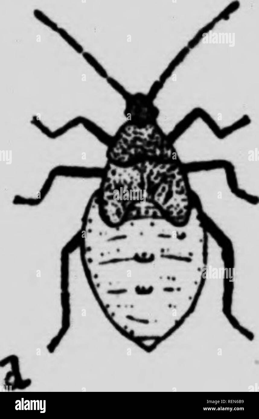 . Les insectes affectant les légumes [microform]. Légumes ; légumes ; les insectes nuisibles ; insectes nuisibles. . Veuillez noter que ces images sont extraites de la page numérisée des images qui peuvent avoir été retouchées numériquement pour plus de lisibilité - coloration et l'aspect de ces illustrations ne peut pas parfaitement ressembler à l'œuvre originale.. Bethune, Charles J. S. (Charles James Stewart), 1838-1932 ; l'Ontario. Ministère de l'Agriculture. Toronto : ministère de l'Agriculture Banque D'Images