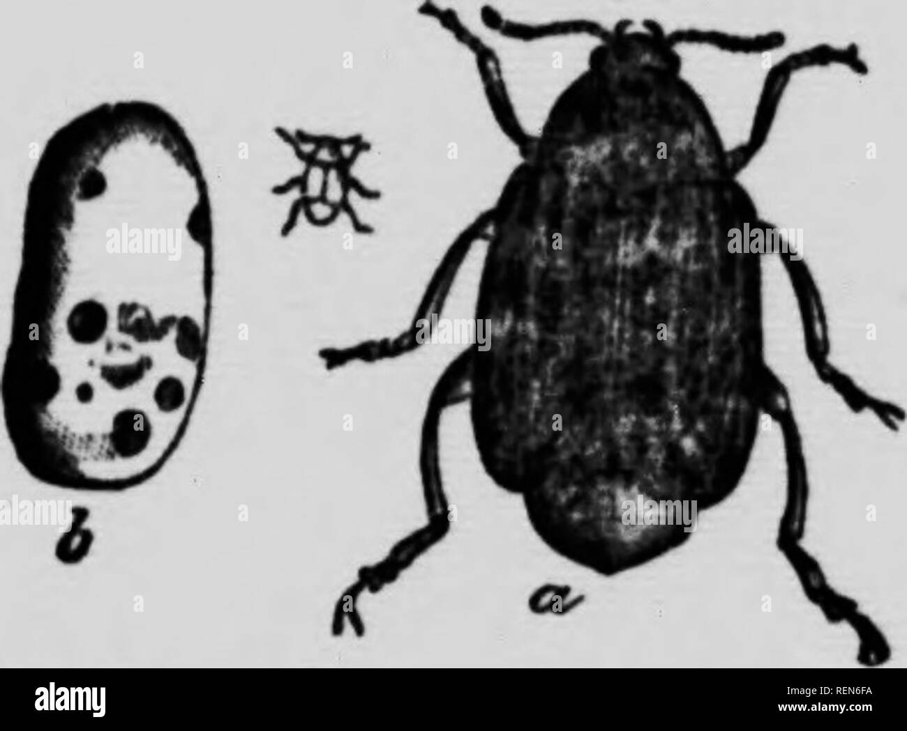 . Les insectes affectant les légumes [microform]. Légumes ; légumes ; les insectes nuisibles ; insectes nuisibles. ' ' J'ai 12 ; cela a l'avantage supplémentaire de contrôle de la croissance et à l'origine les gousses de développer pleinement. La pulvérisation avec du kérosène ou de l'émulsion savon solide-duu seront aussi efficaces. MAoaoT racine. Les haricots sont parfois attaqués par la mouche du blé de semence (Phorbia fusciceps), qui blesse aussi les pois et plusieurs autres légumes. Le chef de méfait est fait pour la semence épaisse-feuilles lorsqu'ils pousser d'abord leur chemin au-dessus du sol ; ensuite les larves attaquent les racines et de détruire l'usine. Wi- pulvérisation Banque D'Images