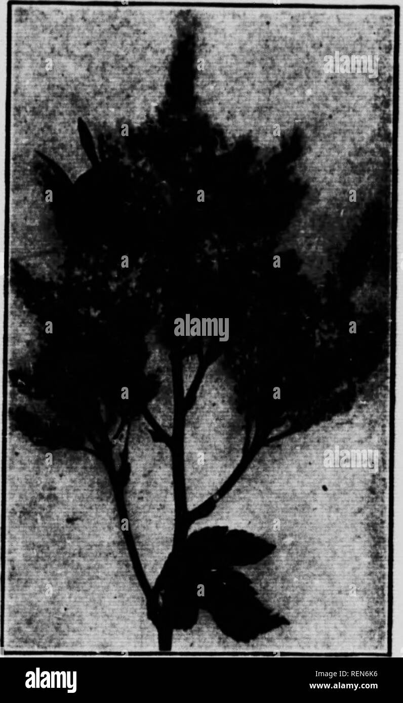 . L'étude de la nature [microform]. Histoire naturelle ; sciences naturelles. Un Bamble-Bec au sujet d'amerrir i fleur. Un Bnmble-Bet feodiBC. formé. En elle, quand l'été touche à sa fin, peut être trouvé quelques handsMne et grandes nouvelles reines, un certain nombre de petites filles qui ne fournissent que des oeufs mâles et de ne pas survivre à l'hiver, un essaim de travailleurs et certains mâles ou faux-bourdons, paresseux qui ne travaillent pas les créatures et bientôt mourir après l'accouplement avec les reines. Quand septembre vient de s'achever et d'octobre est venu avec son froid glacial et nuits et jours de pluie froide, un triste changement prend place dans notre bourdon's Nest. Al Banque D'Images