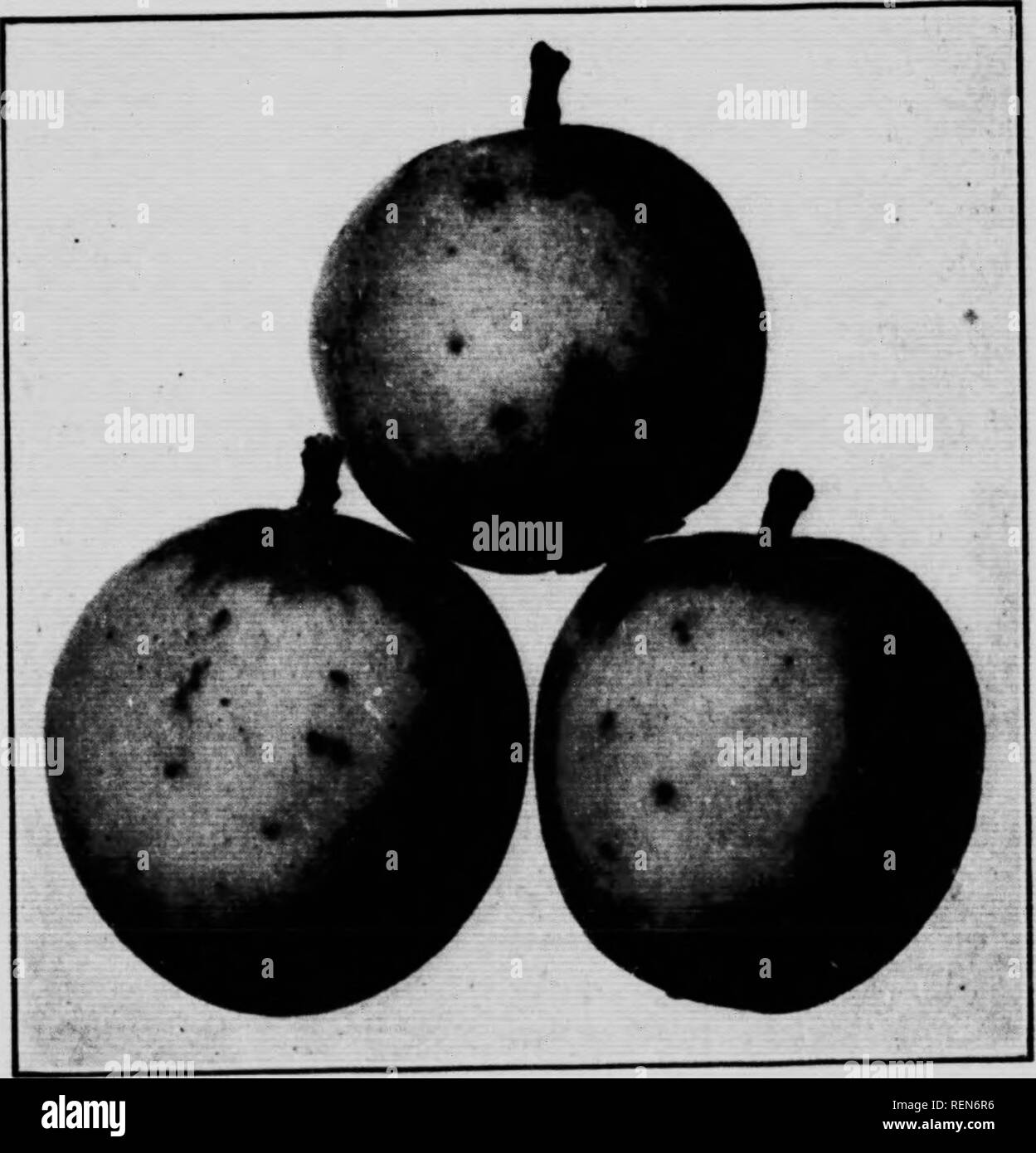 . Les insectes attaquant les arbres fruitiers [microforme]. Les fruits ; les insectes nuisibles ; Insectes nuisibles ; les fruits. Une femelle adulte de la mag- Apple a obtenu sur le fruit, grandeur nature. (Original.) une femme adulte de l'Apple Mag- got ou ver de fer, mucb élargie. (Dessin par Oory.) spicuous bandes blanches, et celui de l'homme par trois. Près du milieu du dos est une petite zone blanche triangulaire distincts. Les ailes ont des bandes noires croM disposées sur le plan de l'illustration. Le plein développement larr* f I. Apples montrant les trous de ponte de la Mouche de la pomme, grandeur nature. (Original.) est un SMA Banque D'Images