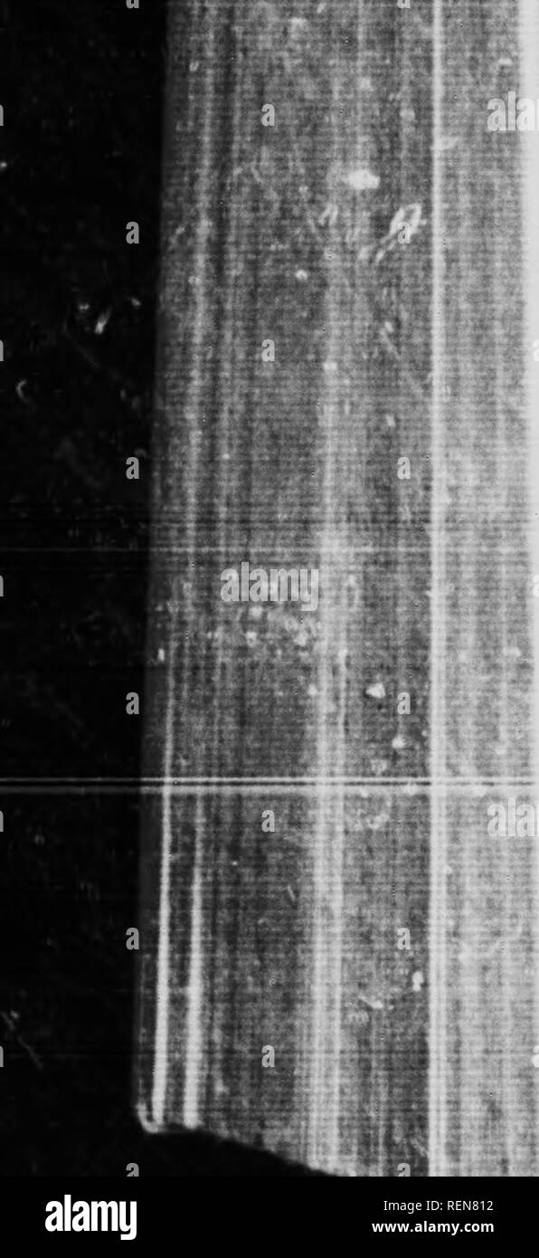 . Le scarabée sacré, et d'autres [microform]. Les coléoptères ; ColÃ©optÃ¨res. Le Scarabée sacré et d'autres à se hisser jusqu'au moyen d'un tel dédale comme jamais Copris mansion savait avant, l'insecte doit frotter contre et appuyez sur les unités de la pile. Mais elle compte aucune le mieux pour cela. De l'insecte tout cela est seulement la ho.nc. n'est que la famille, dignes des mêmes soins à l'suniiPit qu'à la base. Ho douze produits bv m&gt ; la ruse et les deux de son propre arc pose la même chose m son arithmétique. . 1 présenter ce mnthematician étrange à tout sur : qui vient et me parle d'une lueur o*" numéro cas Banque D'Images