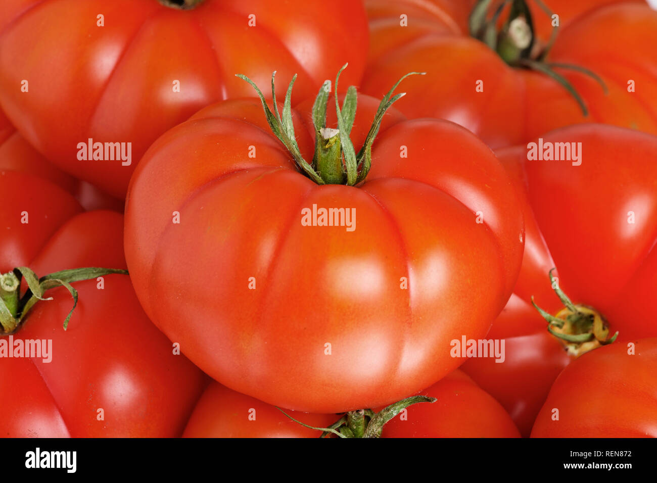 De magnifiques tomates mûres pas de publication Banque D'Images