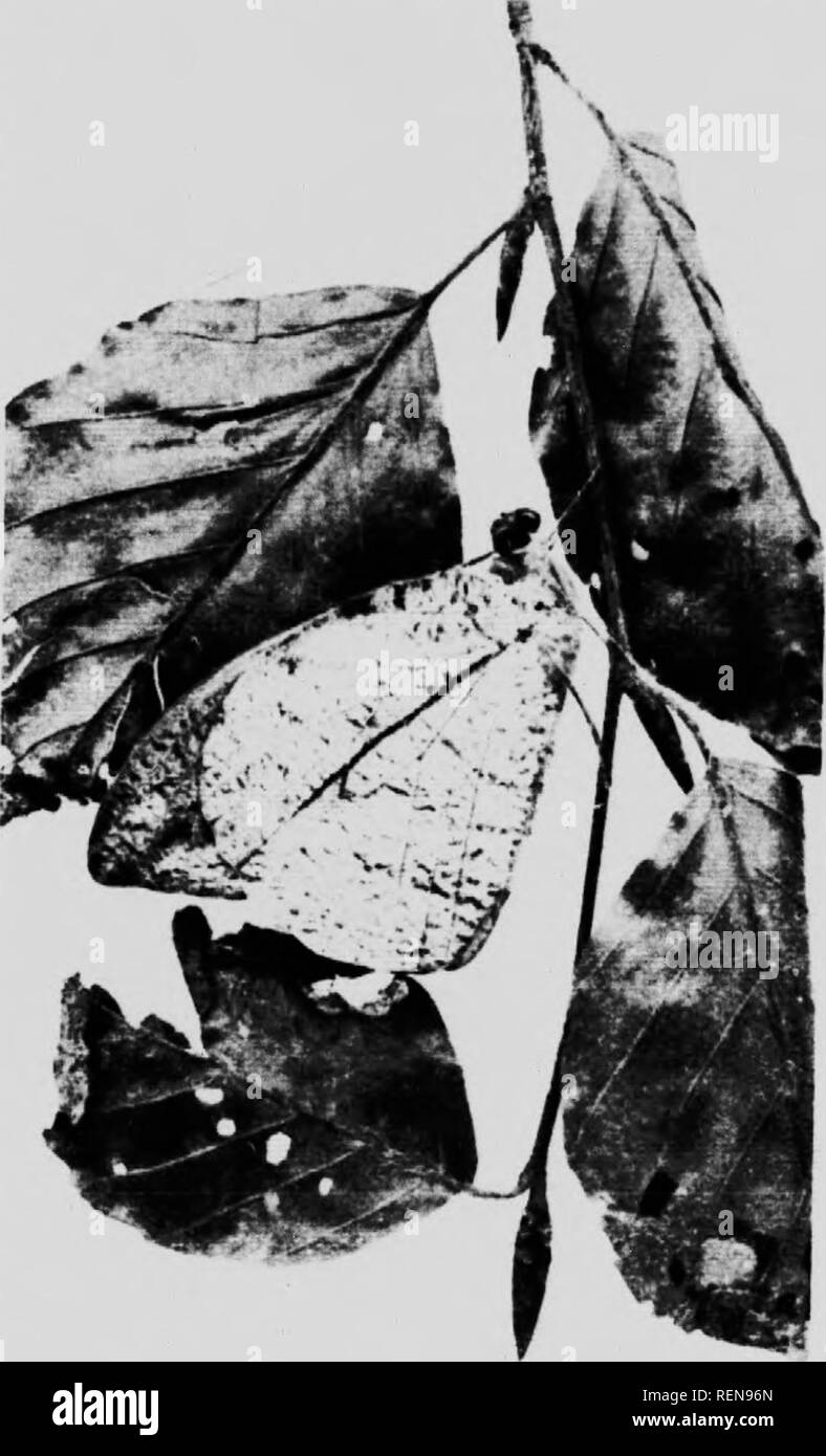 . Merveilles de la vie d'insectes [microforme] : un compte rendu populaire de la structure et de l'habitude. Les insectes ; Insectes. Le Cockroach-Wasp. jS5 imprégnée d'oliviers, avec un anneau d'serii-liku marques avec un endroit central, wliic h mi :;allumé être funsus les points d'attaques sur la feuille morte. Le Cockroach-Waip. W'c ont ainsi libellés cet insecte' n'est pas parce qu'il a un reseniblajitr-]i à un cafard, mais parce que le dernier insecte est la proie de la guêpe qui fait huntinfr-cafard l'entreprise oi sa vie interminable. Cette guêpe est liée à la noctuelle de guêpes et les marqueurs de boue mais ne semble pas faire burrowinf ;, co Banque D'Images