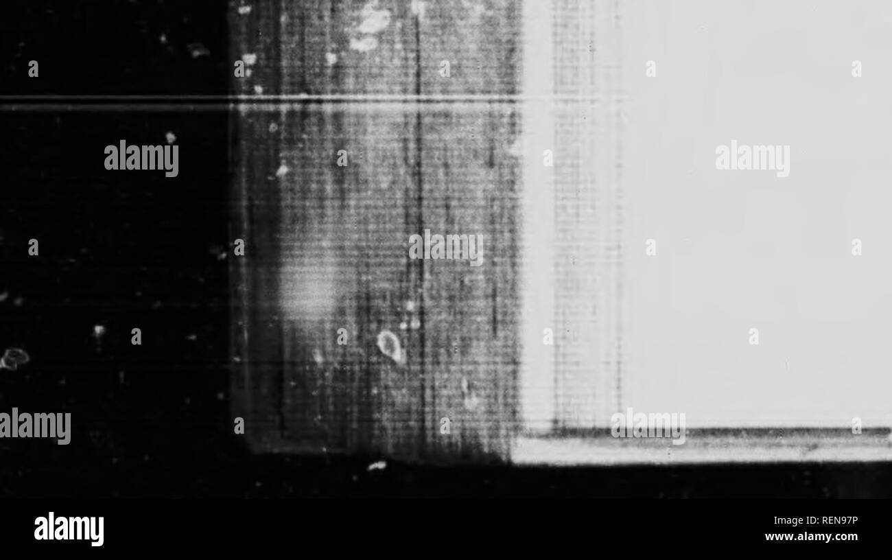 . La flore du sud de la Colombie-Britannique et de l'île de Vancouver [microforme] : avec de nombreuses références à l'Alaska et le nord de l'espèce. Botanique ; botanique ; botanique ; botanique ; botanique ; botanique. 274 OROBANCHACE^ j.rf Â"llE â¢ij 1. p. groenlandica Ret-. (Petit Éléphant). Glabres, de 3 à 5 dm. haut, l'ensemble de la plante souvent rouges ; feuilles lancéolées, profondément pinnatifid, avec des segments, la basse-petiolcd pointes fines, denses, 3-6 cm. de long ; calice à 6 dents courtes ; corolle pourpre ou rouge, le tube court, la galea formant un bec 12-15 mm. de long. {Ekphantella Rydb.) endroits humides dans les mts. Tout au long de B. C. 2. r*. r Banque D'Images