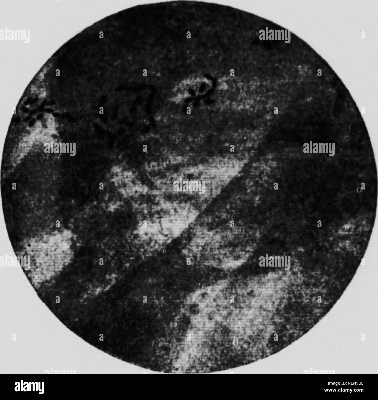 . Des études dans l'élevage des chevaux [microforme] : un traité sur la science et la pratique de l'élevage de chevaux. Chevaux ; les chevaux, chevaux, chevaux. Il ^^lliiK I.N III jusqu'à 17" je Shoul.l jusqu'- iiial l.co.tiu- n.tVcti-.l. : PI, lui,-.-,-, j tl |,a,ct une Vftermarian i.U comme ..arl a&gt ; j-.ss.l.lr. TIutc est I,,,. ,Âu- satistactorv atmem-tn. ami il ciwi.t. i,t a .. Tl... sviniunms J'aic .ni.ncs. fn.iii su.il.n i-l'iMts. et ubt- lani.ui-.&gt ; uilj pa&gt;s fr.,,,, ,.,. .Xtr.-mitv à un ithiT.ml &Lt ;,n,t.- ,un|.i.l s,u-.-.sMi,n u, U^ilaily .â x,i,est,.,l â, ,h,. Un imnuin aluays- moulin, 328. Leucorrh Banque D'Images