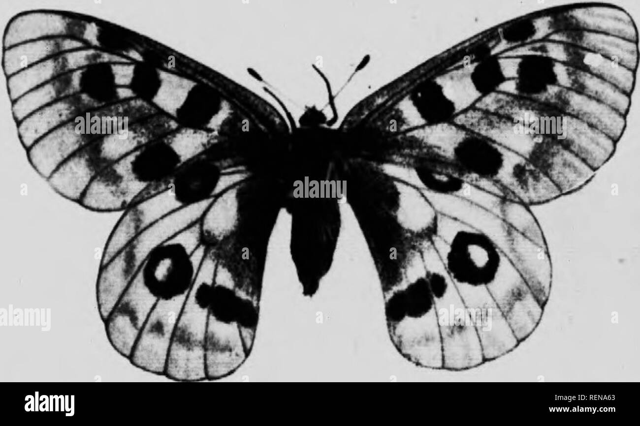 . Merveilles de la vie d'insectes [microforme] : un compte rendu populaire de la structure et de l'habitude. Les insectes ; Insectes. lo8 Marveb d'insectes.. tiK' chef il y a une fente, d'whieb terpilhir. lorsque l'est déplacé. le Phdo soudainement byl Al'OLLU lu TTIIRII.Y. Un connnoii biittirrty Alpitif dans l- iiroix whirli:'.^ IriMCt wii. Nous wiiiRs iiiitran^ar( si pari"' ami wi fleur, seulement thi'biack-i (flowiTs amiiiid' hi-k'il riiigi, n-il une noticiablr* spot- ilirlv ihi'llKhl pour bi" une bimirtlv thr est à et thiM- appiar dans somethinii fourchue processus orange, comme la langue ot un serpent. Thi" que d'autres papillons w Banque D'Images