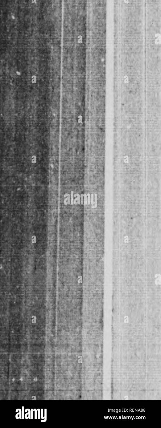 . Un manuel populaire des oiseaux du Canada et des États-Unis [microform]. Oiseaux, oiseaux. ^&gt ; ÉCHASSIERS. des gunners le long de la côte le nom de l'Bbck-bellied Le Pluvier kildir. À partir d'une ressemblance supposée, probablement dans la note, il est remarquable que les habitants des îles Féroé de- nommer l'Oyster catcher-kieldtr, et en Islande le mâle est nommé d'HlUur Hlldra, et la femelle. En effet, la boussole de la voix dans une grande partie de cette tribu d'oiseaux, plus ou moins liés à l'espèce, est remarquable par sa ressemblance. Le bétel pluviers à tête ronde s'attardent généralement la côte de la mer Banque D'Images