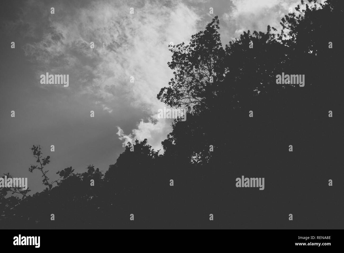 Vert foncé, sans fil, l'attention, une bonne énergie, Brésil, brasil, Rio de Janeiro, le yoga , le débit, de l'eau, des arbres, de contemplation, de contempler, de NAT Banque D'Images