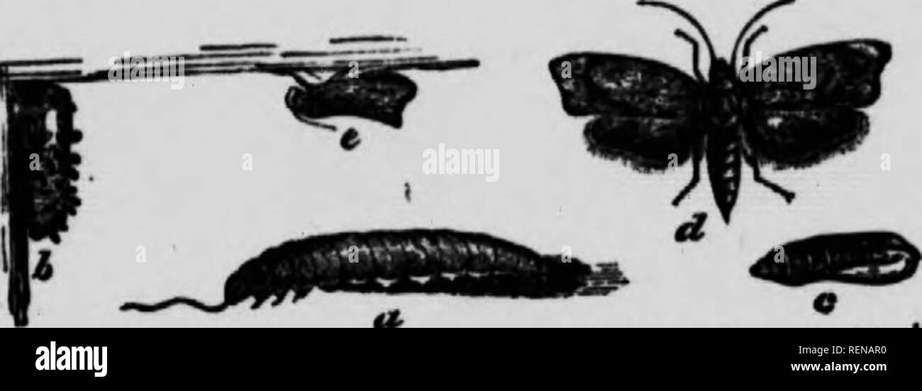 L Espece De Livre Microforme Un Guide Populaire Pour Une Connaissance Des Papillons De L Amerique Du Nord Papillons Papillons Nocturnes Papillons Nocturnes Mites B H Ils F D Sur