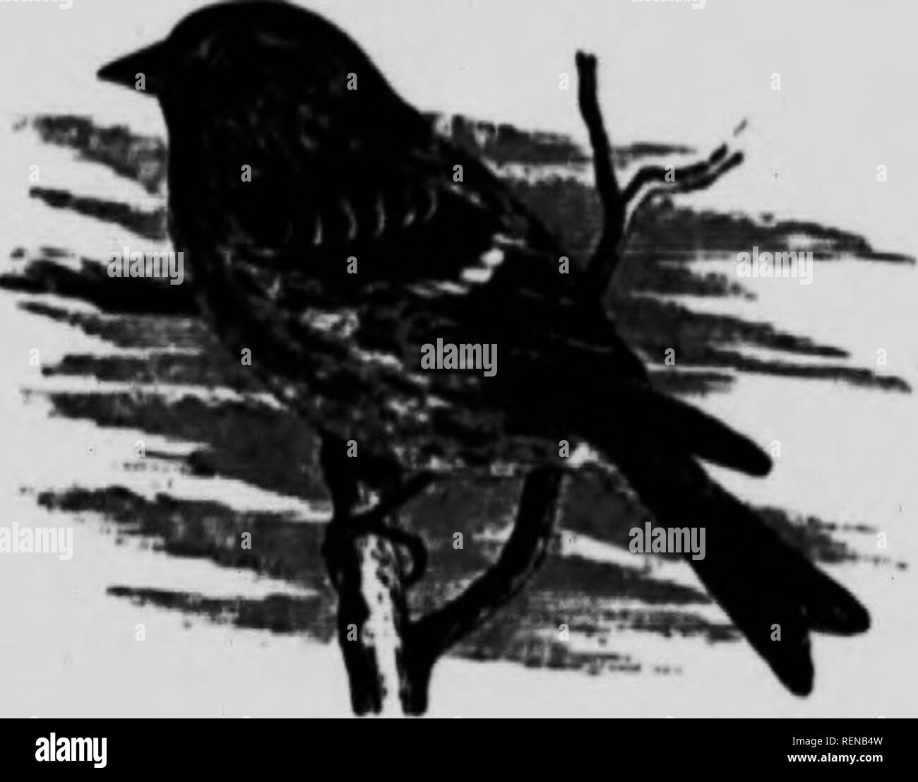 . Un manuel populaire des oiseaux du Canada et des États-Unis [microform]. Oiseaux, oiseaux. Le sizerin flammé. "M"R Le sizerin flammé. RKDPOLL UNNET. ACANTHB UNAJUA. t"--â ¢ ; o.6j X 0,5 a ^ » ^ *"*" Â"Â"Â"Â" â ¢' "lire, .poÂ".d wl.h ,Â"ild.h ArÂ",c cercle à l'intérieur oTt'hT "''"J"""'* "^ « il ensemble .-hatka et le Groenland comme ,h^' j""-^ »» »^ » ^^' '" '"- Amving en troupeau itinérant, fmâ ¢ ,^ » «Â°^^» P""' "^ l'Europe. *Ey sont vus à^^ZstnT « m U.^^'"'r'''' Â°' Canada. Vork avec la chute de thriim deen Banque D'Images