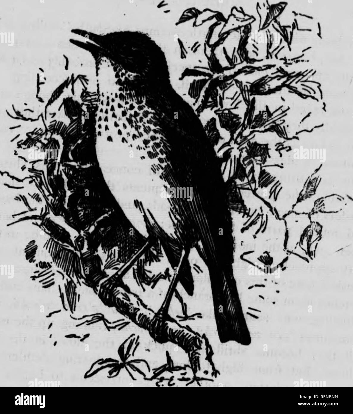 . Un manuel populaire des oiseaux du Canada et des États-Unis [microform]. Oiseaux, oiseaux. WILSON de Bicknell. Grive fauve. Grive fauve, "^"""WS FUSCESCENS. 'Awny. Ltngth^ 6 à 7jf iach", ' *"â '"' ' ? Que tout olher.^^/^ ""r"'' '^'"'"^^^y un insectivore.iy autres espèces naUve. Conformément à l'WiUon, beaucoup de. Veuillez noter que ces images sont extraites de la page numérisée des images qui peuvent avoir été retouchées numériquement pour plus de lisibilité - coloration et l'aspect de ces illustrations ne peut pas parfaitement ressembler à l'œuvre originale.. Nuttall, Thomas Banque D'Images