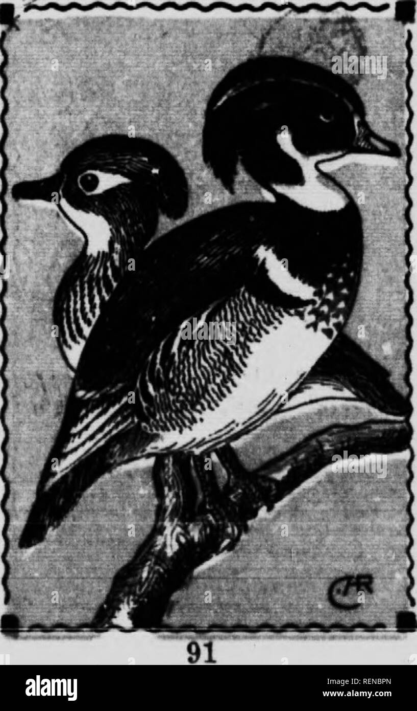 . Guide d'oiseaux [microform]. Les oiseaux aquatiques, les oiseaux, gibier d'eau, Oiseaux. Canard en bois. 144. Aix si.iiiiiu. En 19. Cormoran à la tête dans les deux sexes, les plumes étant particulièrement allongées sur la nuque. Aucun autre American duck qui peut éventuellement être pris pour eux. Le niijle canard en bois est la plus belle de la famille, dans ce pays ou tout autre pays, son seul rival étant le mandarin, de couleur gaiement de la Chine. En été, ils peuvent être trouvés sur les bords des étangs ou lacs clairs, surtout ces situé à Woods éloignées des habitations humaines. Ils sont très local dans leur distribution et qu'une ou deux paires Banque D'Images