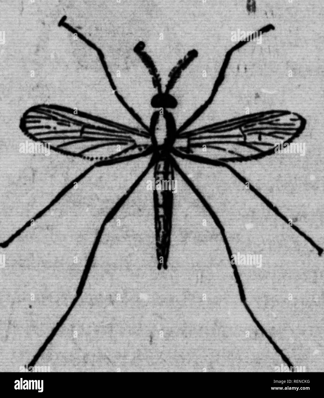 . AbrÃ©gÃ© de zoologie [microform].  ; Zoologie Zoologie. "H^ . 'Â ¢. Fig. Est Blaringouin graoÃ¹.âLe (). beaucoup de dommages à la culture des choux, na- vet8,9t(x,dans la province. 11 fut importÃ© d'Europe Ã QuÃ©bec vers 1857. Sou- vent il hiverne Ã l'Ã©tat de l'il chrysalidcet Ã©clÃ®t alors assez de bonne heure, au printemps, pour avoir trois gÃ©nÃ©rations alimentaires dans l'Ã©tÃ© PiR.Â"B.-J*LibeUule. Marinoouin.âCette pe- tite mouche Ã deux ailes est fort incommode par ses piqÃ"- res douloureusea¨espÃ Certaines de ces, en d'autres pays, transmettent aux zens, en les piquant, le germe de la fiÃ¨vre jaune ou Banque D'Images