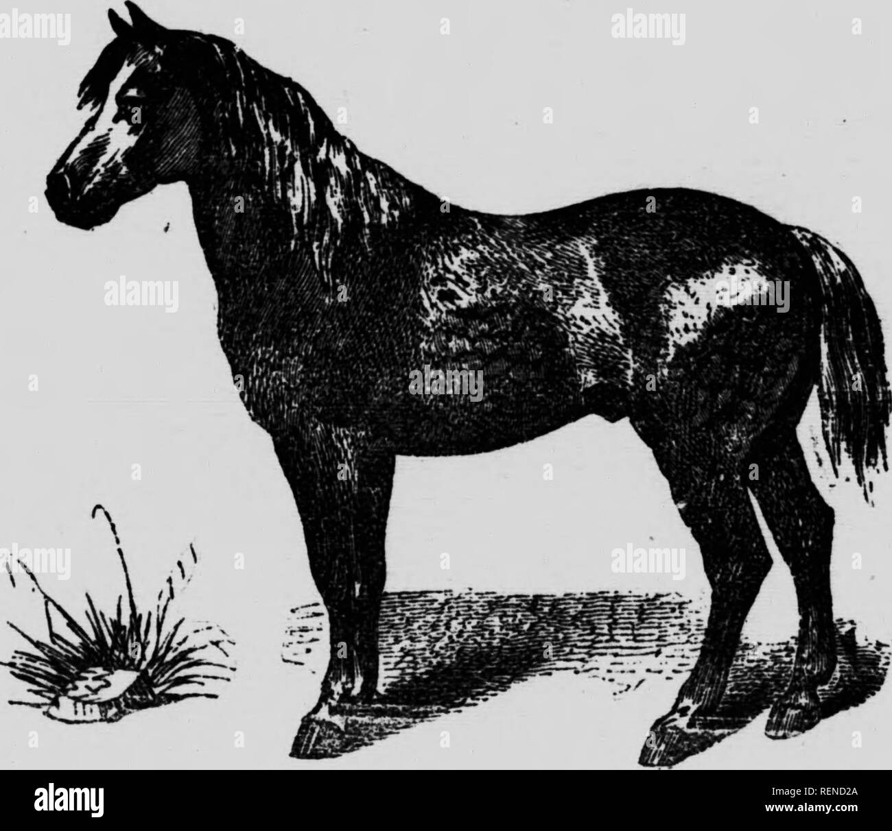 . L'élevage du cheval en Canada [microforme]. Chevaux ; les chevaux. - 102 - bien musclée, attachée de haut, canons d'attente un peu longs, articulations fortes, pied excellent. La robe percheronne est grise, souvent blanche. Il est doux de caractèie, docile, franc du collier ; il a "ne grande vigueur muscu- laire, beaucoup de fon<l, ses allures sont vites also qu'on puisse l'exiger d'un cheval de trait.. Fig. 38,   Cheval breton. Le percheron léger se trouve surtout dans la partie normande, dans l'arrondissement de Mortague. aux environs de Courtomer, et notamment dans les communes de la Messuire, etc. - Banque D'Images