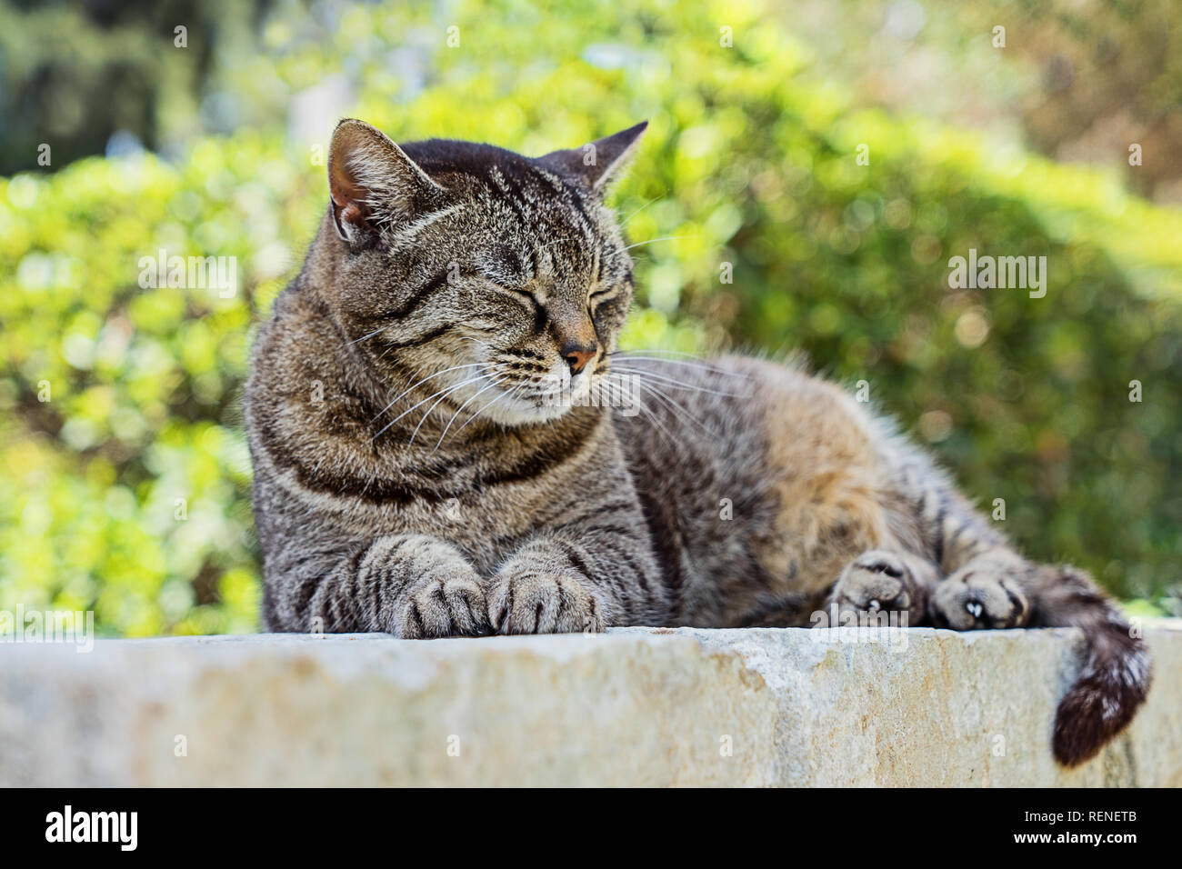 Close Up Portrait Of Cute Couchage Chat Tabby Brun Chat Tigre Se Trouvant A L Exterieur Chaton Gris Raye De La Rue A L Exterieur Adorable Petit Chat Tabby Gris Mignon K Photo Stock
