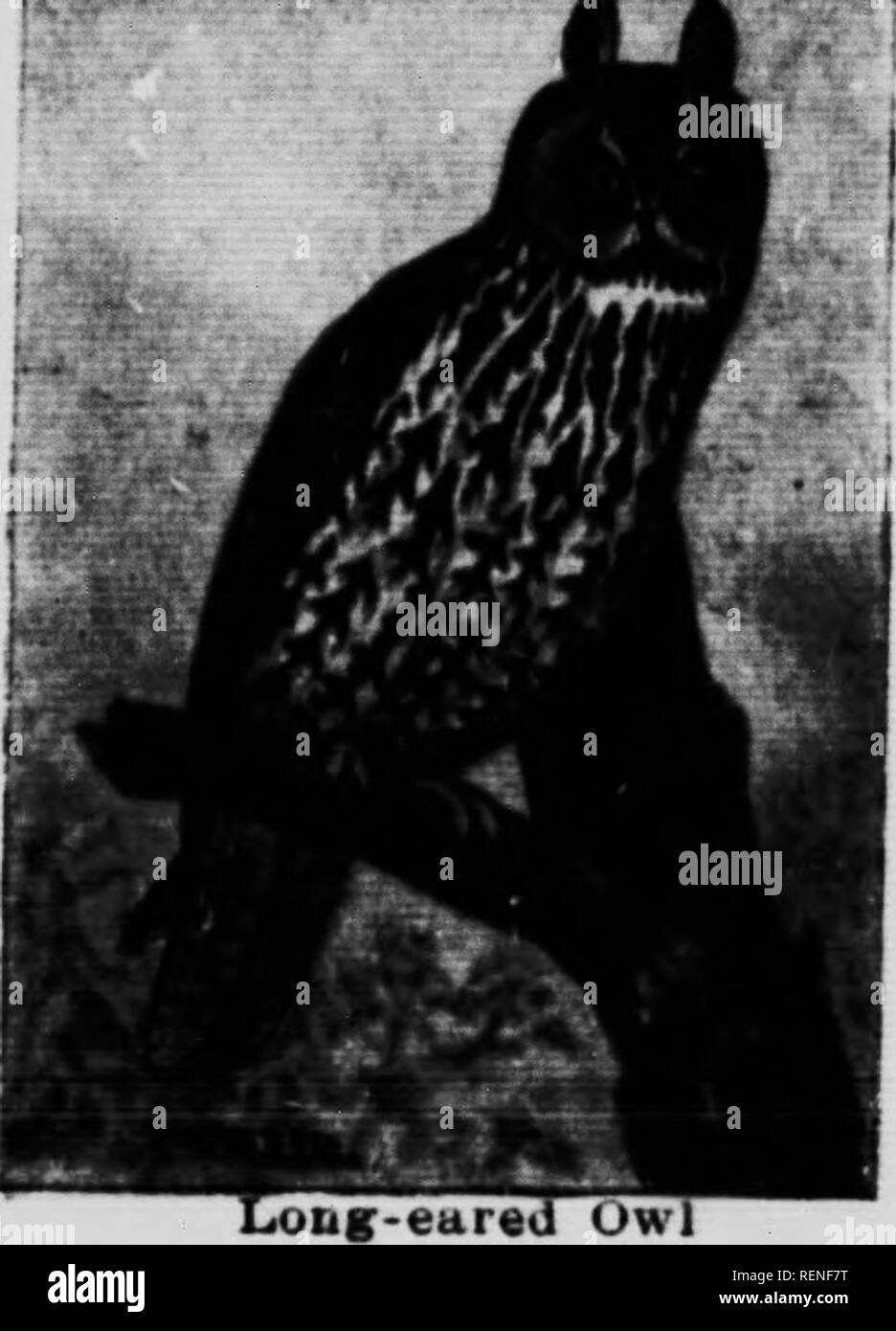 . Le livre Les oiseaux du Canada [microforme] : illustrant dans des couleurs naturelles plus de sept cents oiseaux de l'Amérique du Nord : également plusieurs centaines de photographies de leur nid et les oeufs. Oiseaux, oiseaux. Thia blanc U l'un des plus légers de couleur les hiboux ; il a une longue, particulièrement face à capuchon, d'où il Rett, le nom de "Monkey-face ....... .^w. Hibou." Son pluniafte est jaunâtre, chamois et Iwrred specked avec légèrement noirâtre. Il niche généralement dans des cavités d'arbres creux, mais ne semble pas avoir d'objections à granges, des trous dans les banques, ou n'importe où il peut trouver une crevasse cachée dans whicii 10 depo Banque D'Images