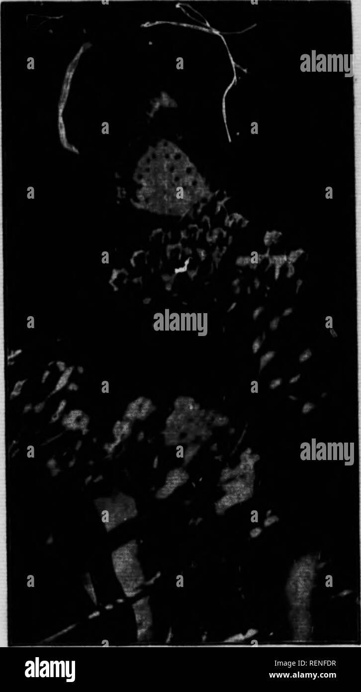 . Butterfly et papillon livre [microforme] : études et observations personnelles de l'espèce. Les papillons ; Papillons ; papillons nocturnes ; les mites. Le Papillon Le papillon et nous savons que les papillons aux fleurs et à la sève des arbres pour leur nourriture, buvant le nectar par hol- basse langues. En cas de non utilisation, ces langues sont spiralés comme une montre-printemps et a tenu près de la bouche, entre une paire de silencieux- feath, le palpi- sect. de l'dans certaines variétés de papillons ont également à travers les langues dont elles se nourrissent, mais d'autres espèces, que de l'SatumiidcB, par exemple Banque D'Images