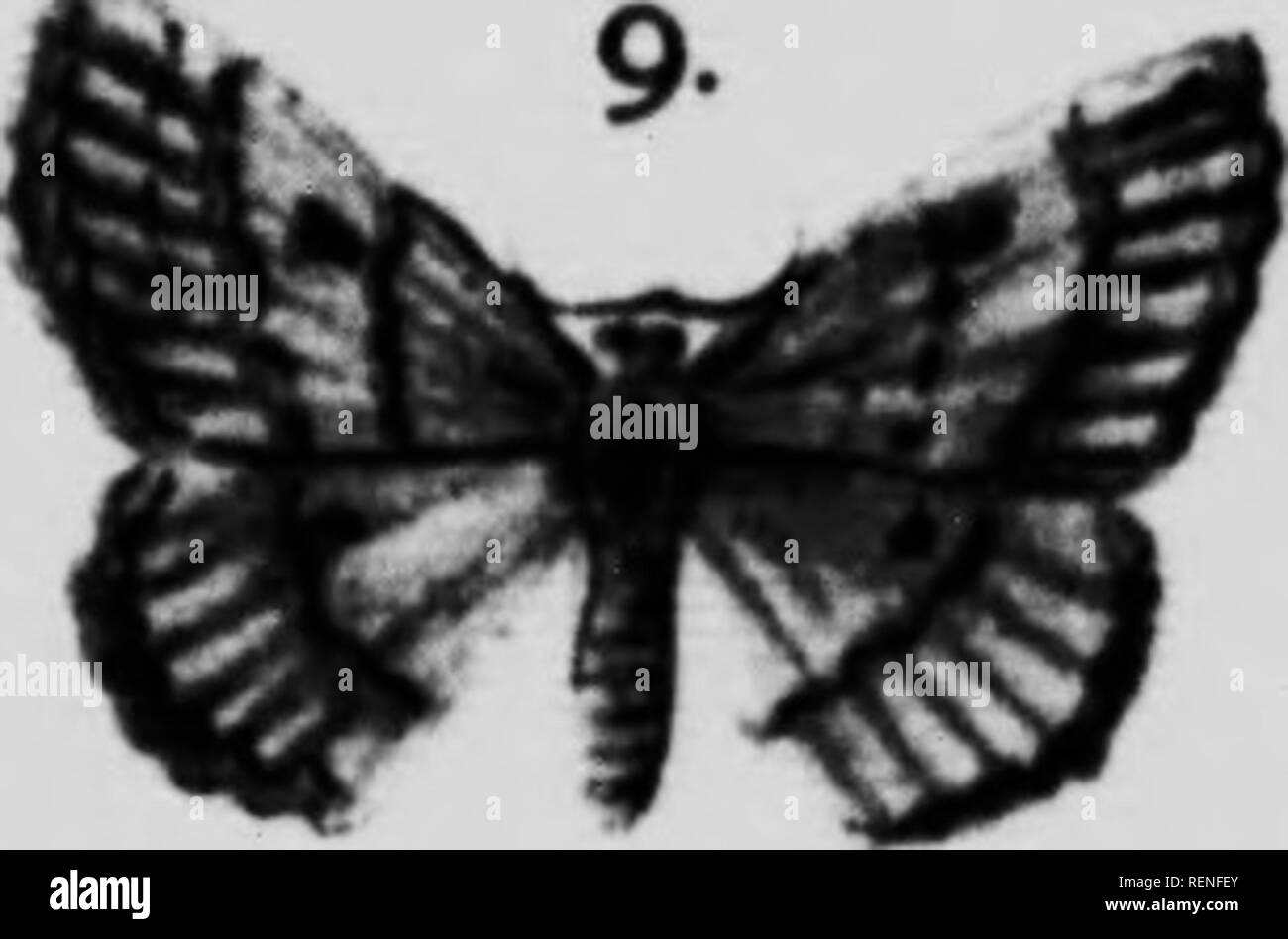 . Les papillons et les mites à la maison et à l'étranger [microform]. Les papillons ; Papillons ; papillons nocturnes ; les mites. •^ 8a. M la.. Veuillez noter que ces images sont extraites de la page numérisée des images qui peuvent avoir été retouchées numériquement pour plus de lisibilité - coloration et l'aspect de ces illustrations ne peut pas parfaitement ressembler à l'œuvre originale.. Rowland-Brown, Henry. Toronto : Bell et Cockburn Banque D'Images